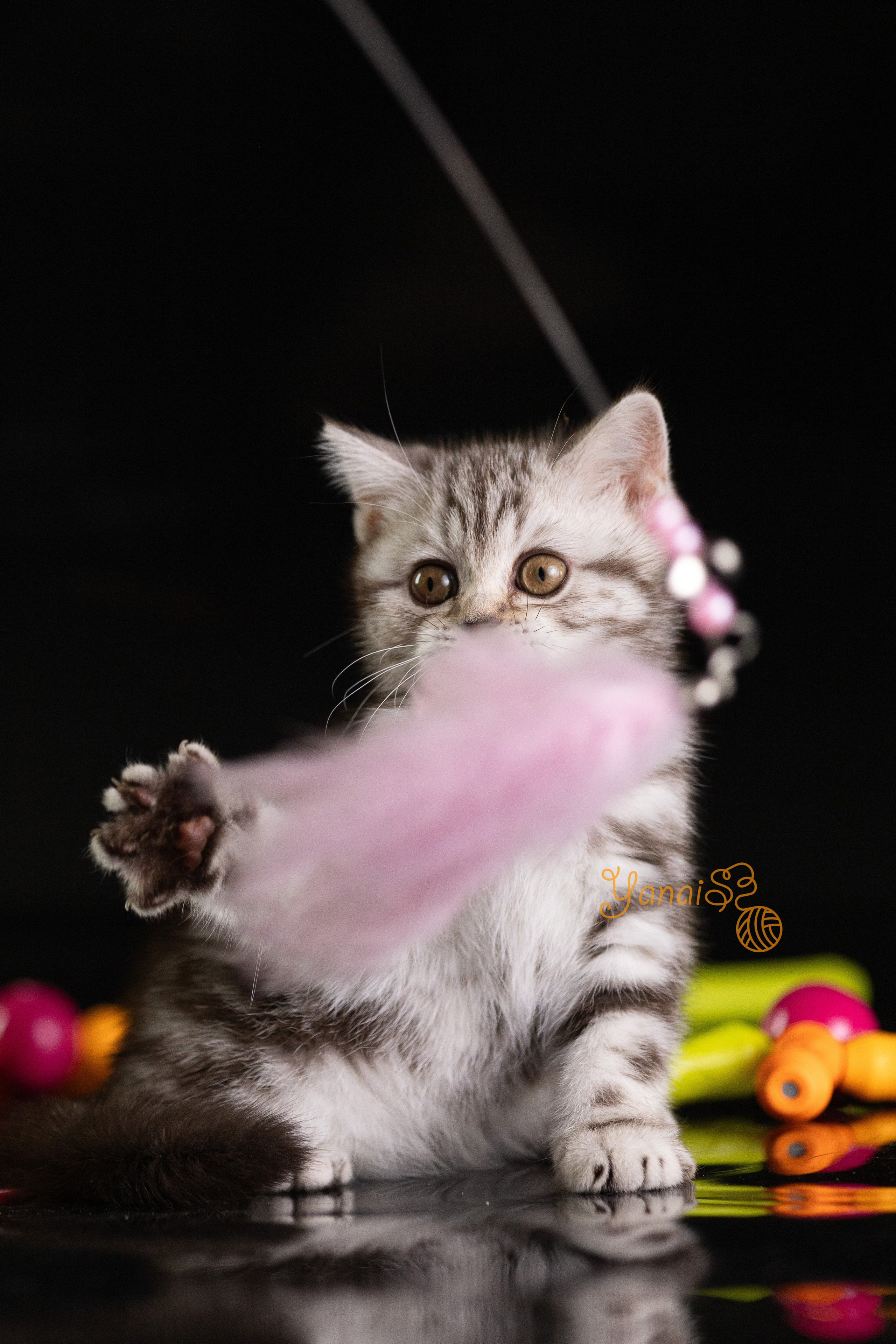 Котята. Фотограф Яна Матвеева в Ижевске