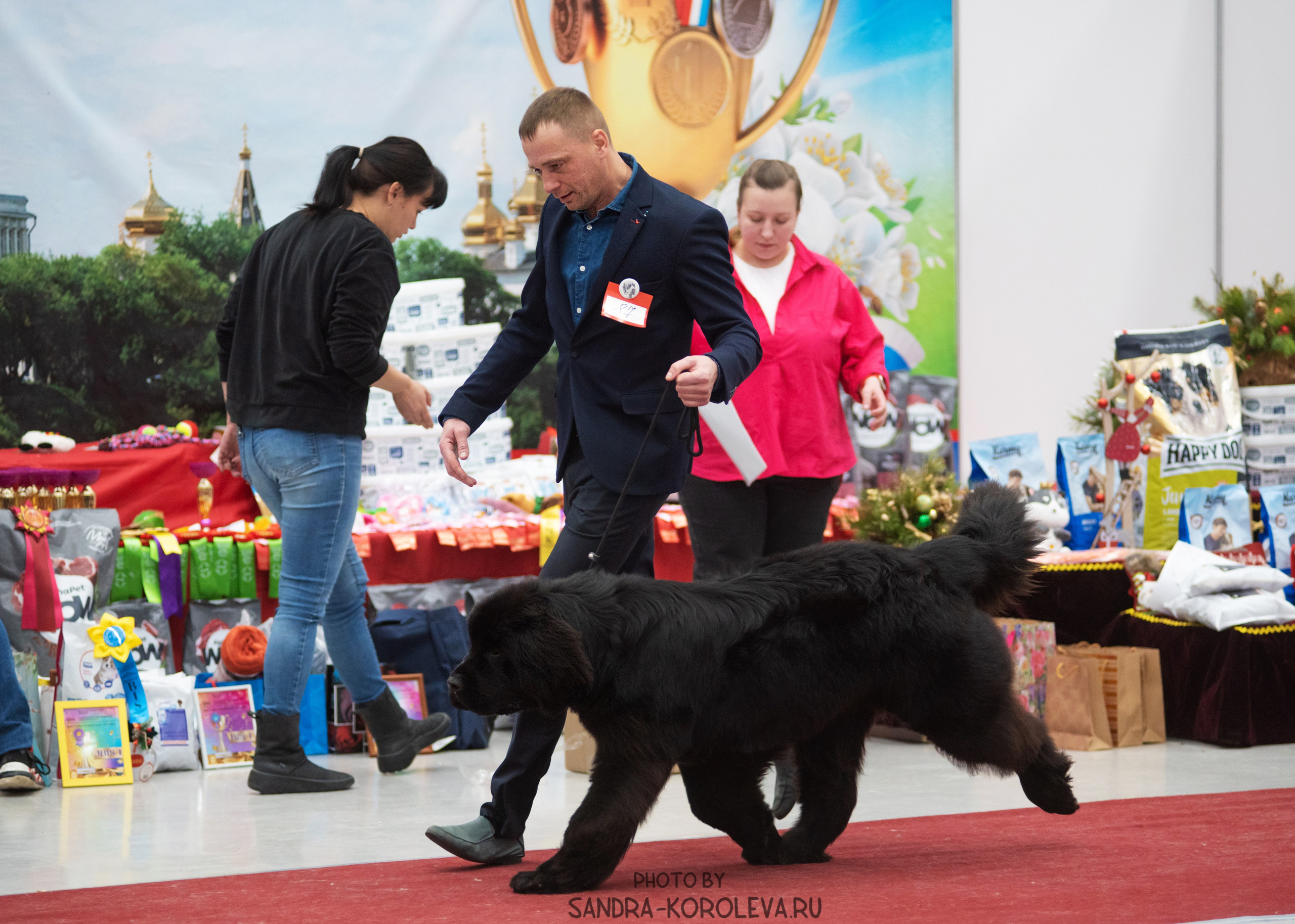 Выставка собак тюмень 10.12.2022. Дог-фотограф в Тюмени Александра Королева