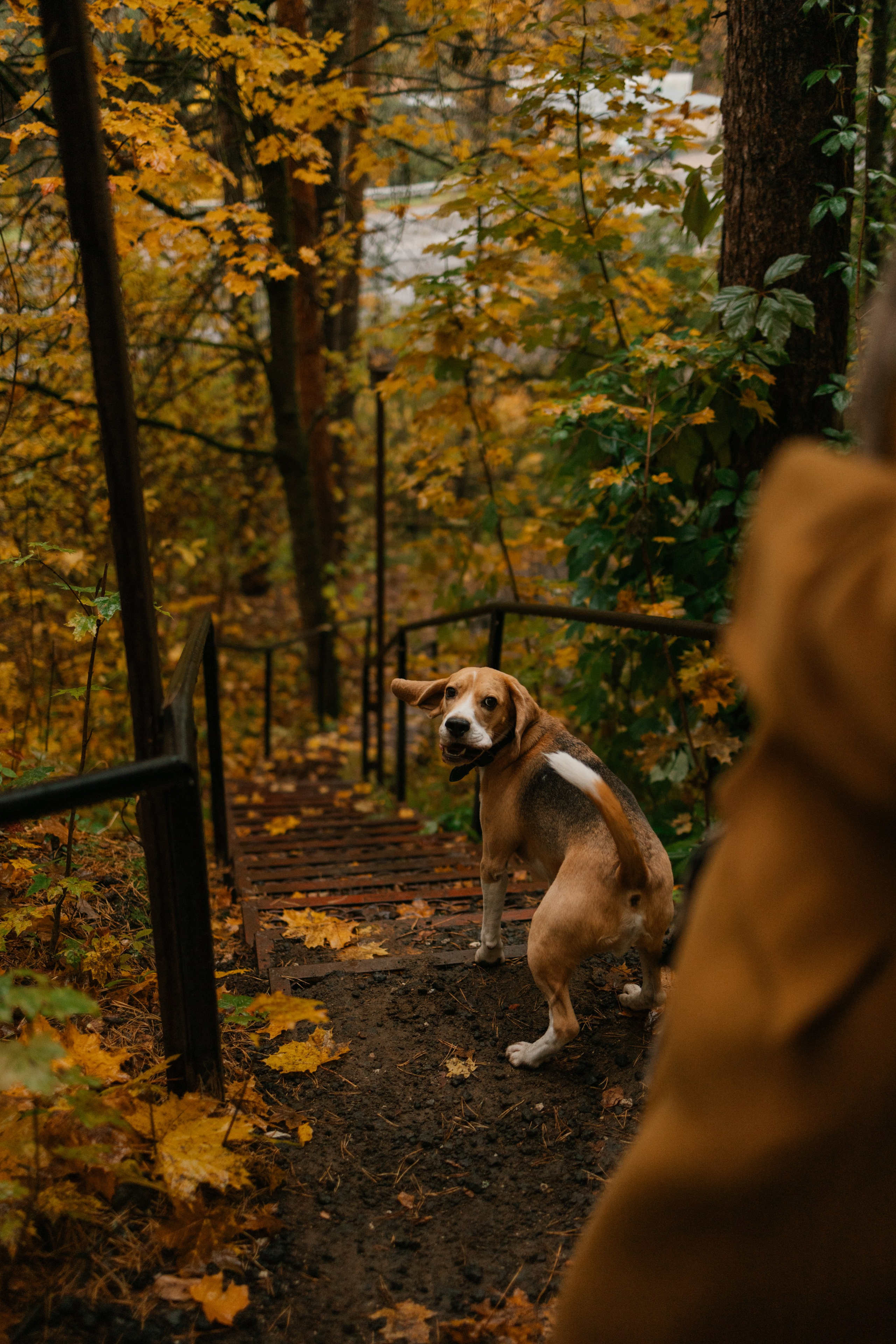 Лена и Тайгер. Фотограф — Анималист | Санкт-Петербург