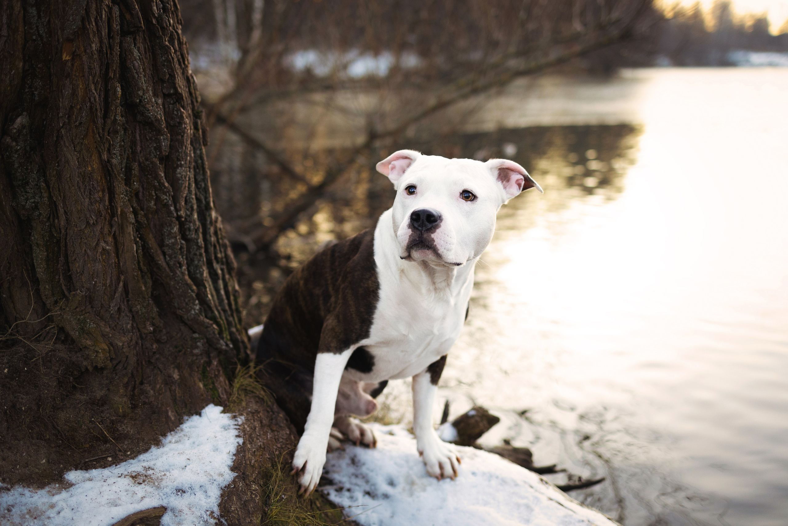 Арина и Спартак