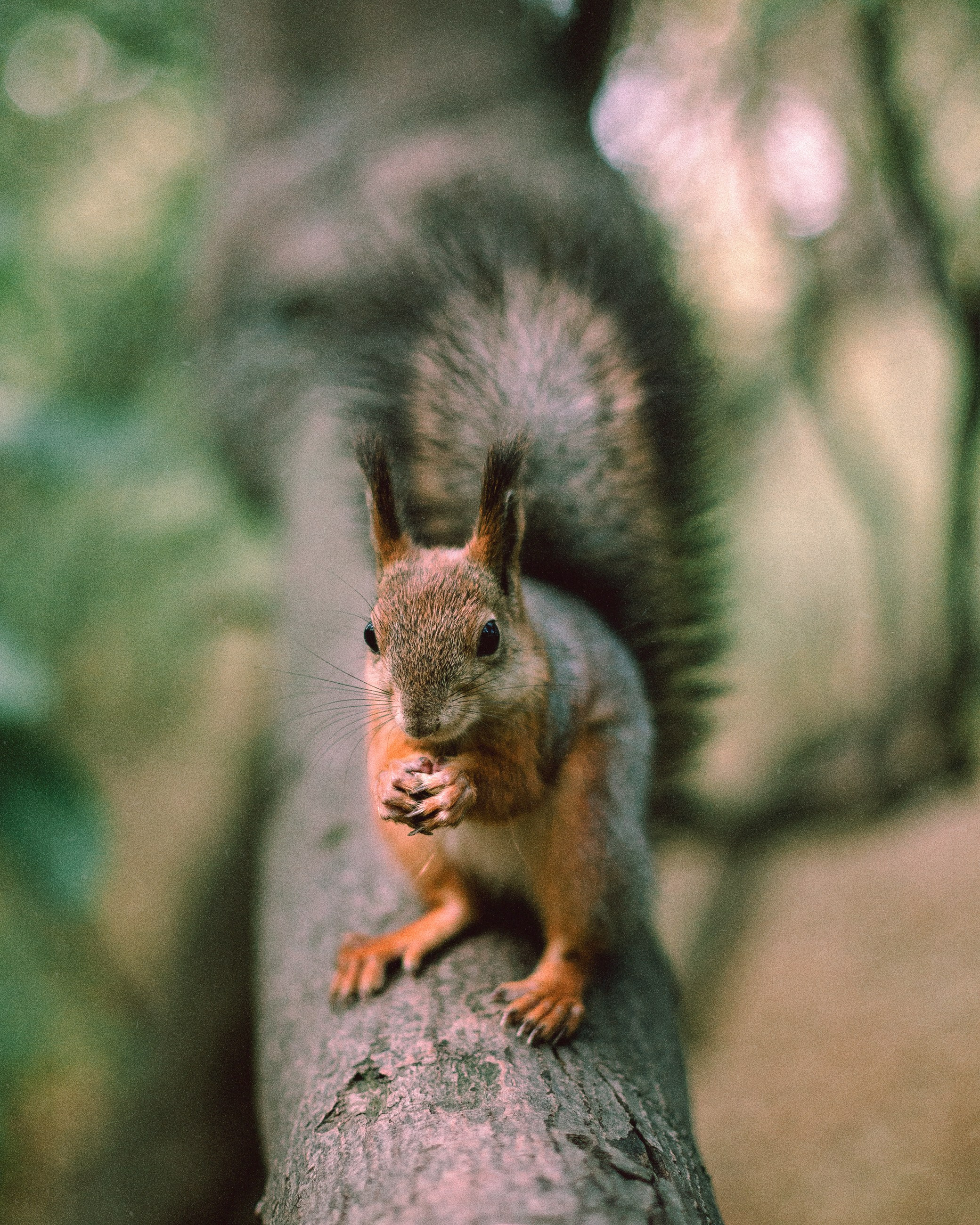 N a t u r e. Your photographer