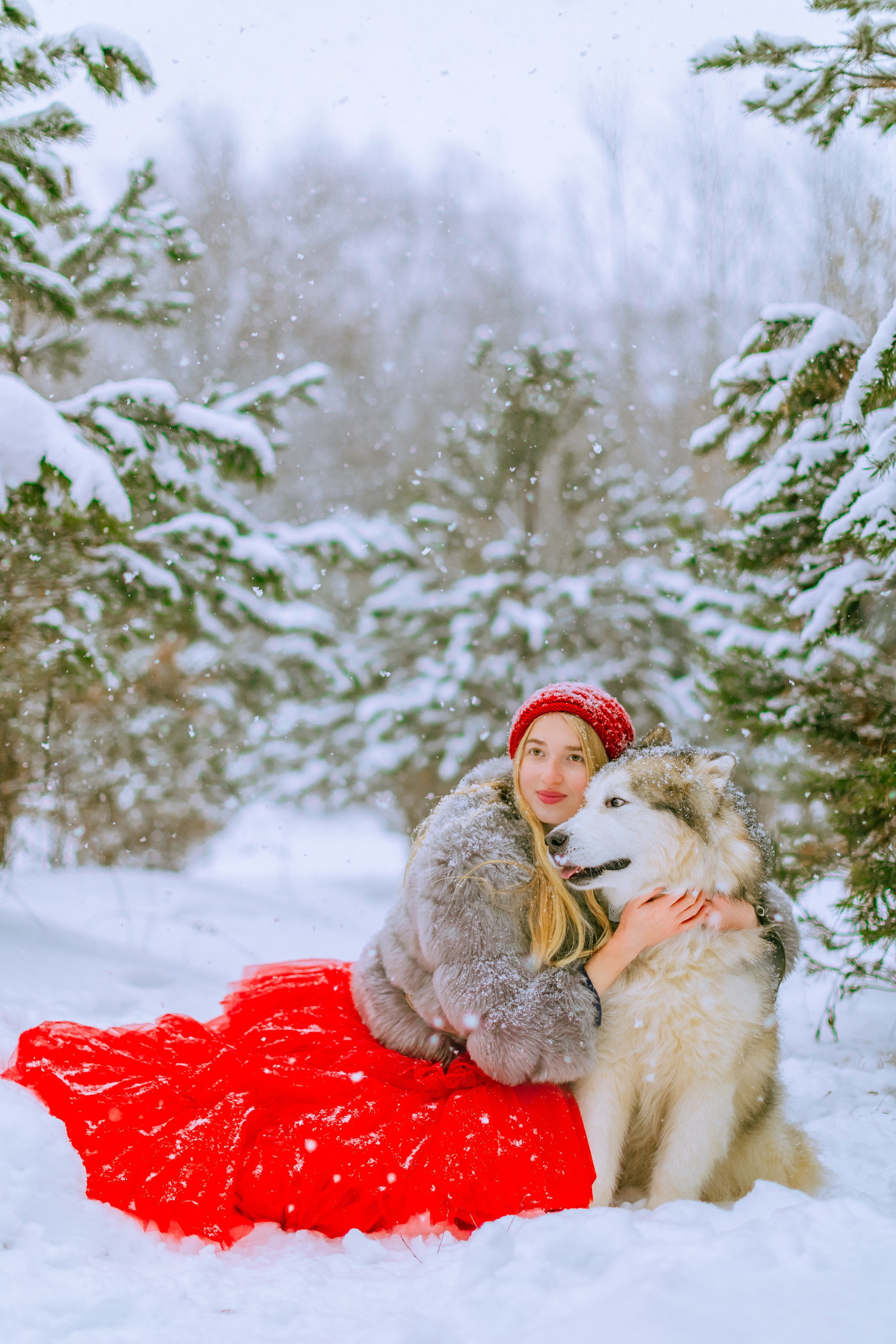 Фотосессии с аляскинским маламутом. Фото и видео Москва, Московский. Свадебный фотограф, видеограф, фотосессии, видеосъемка