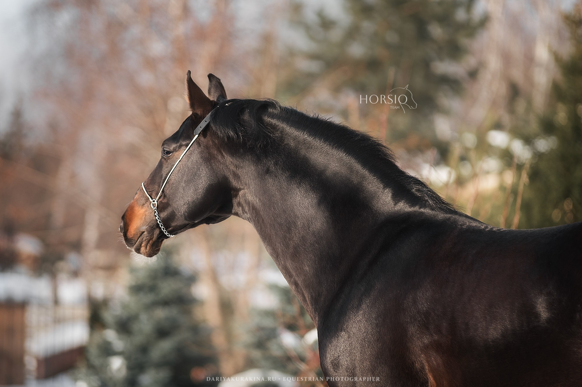 Кливленд, HORSIO. Конный фотограф Куракина Дарья • Фотосессии с лошадьми