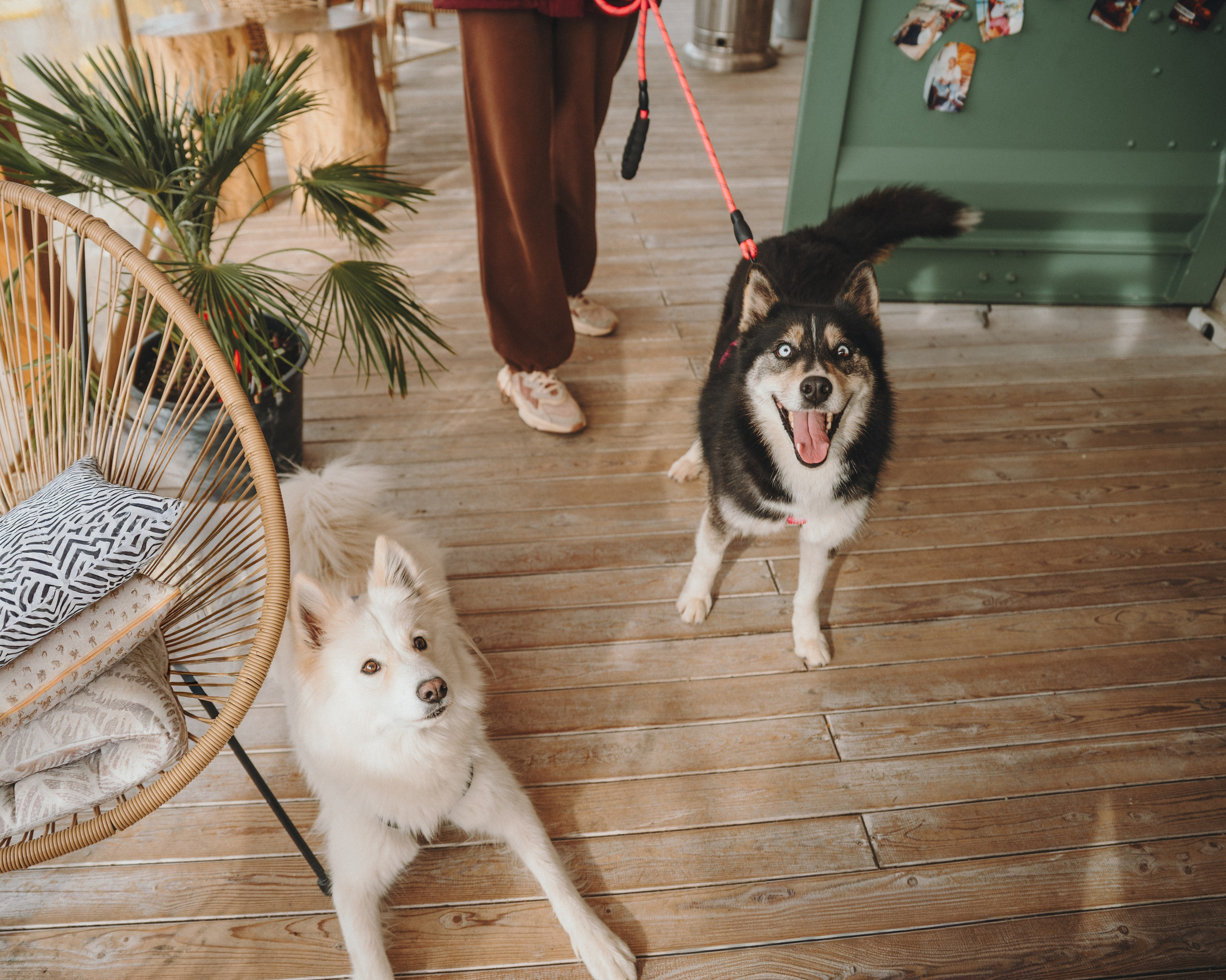 Животные. Фотограф Сочи-Краснодар