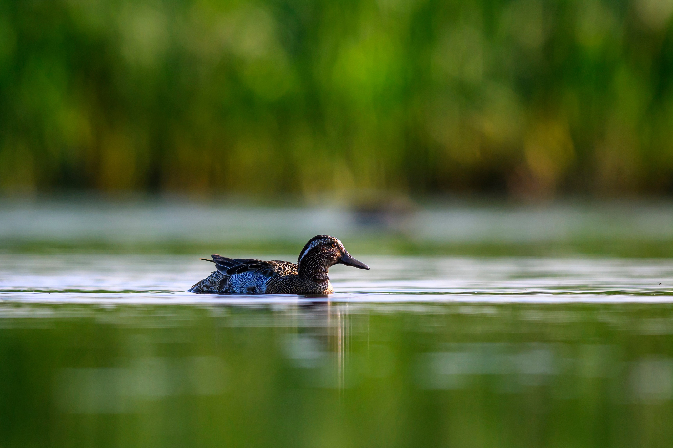 Чирки. Wildlife photography by Sergey Puponin