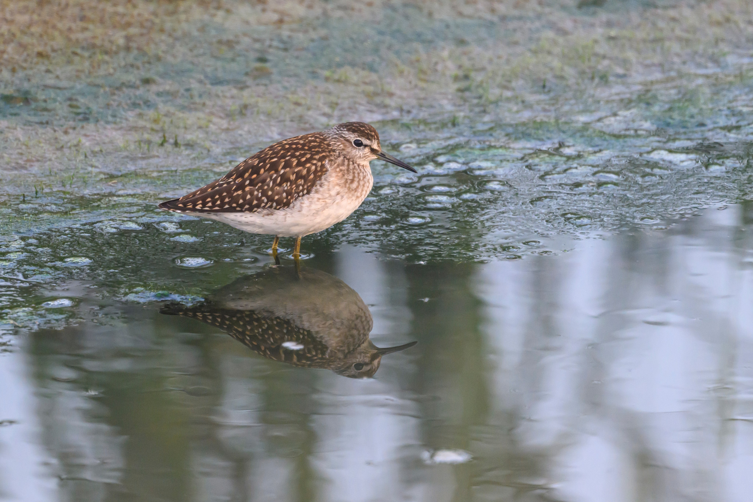 Разведка. Exploring. Wildlife photography by Sergey Puponin