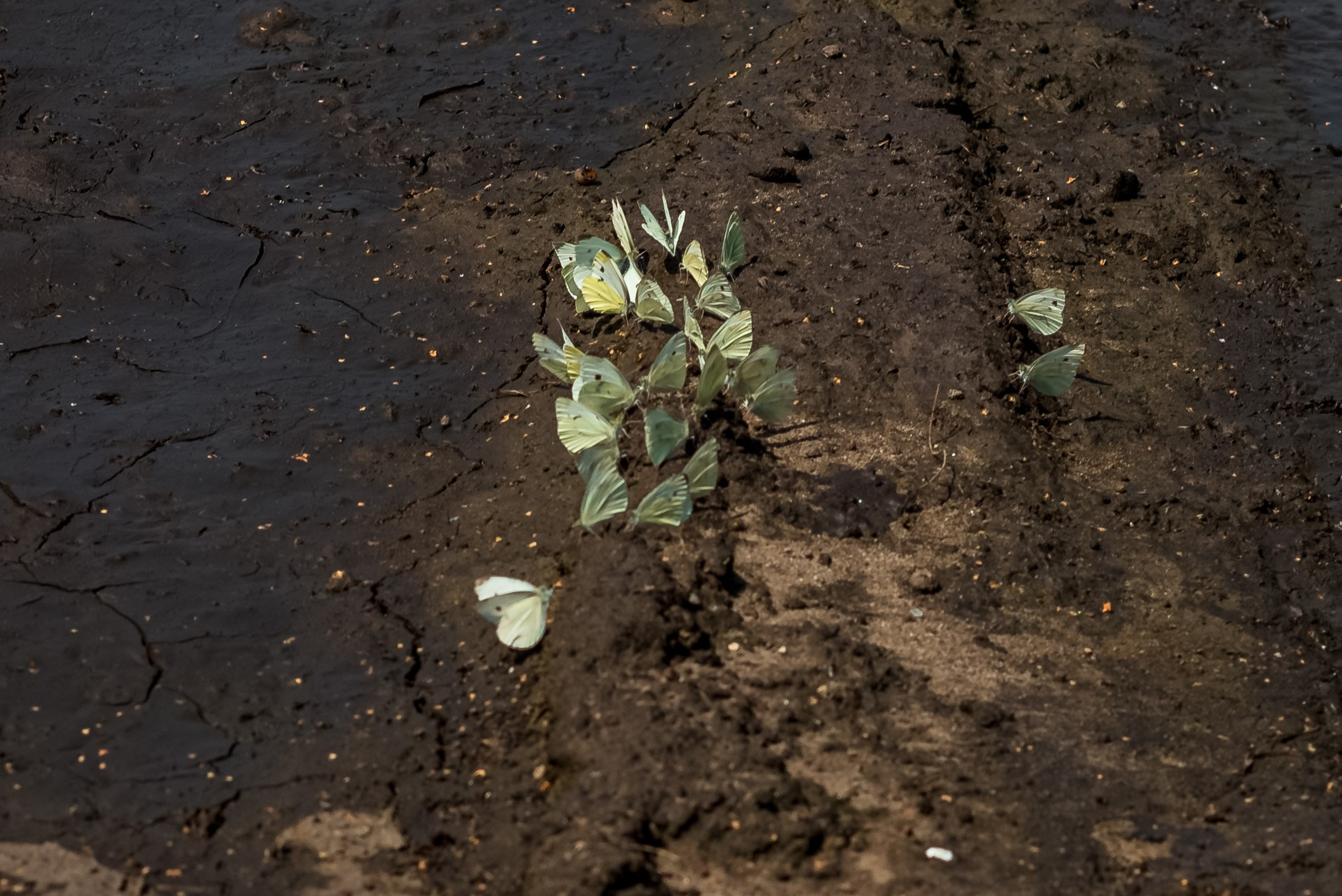 Деревня Барышье. Женский фотограф Крещение Венчание Москва Брянск