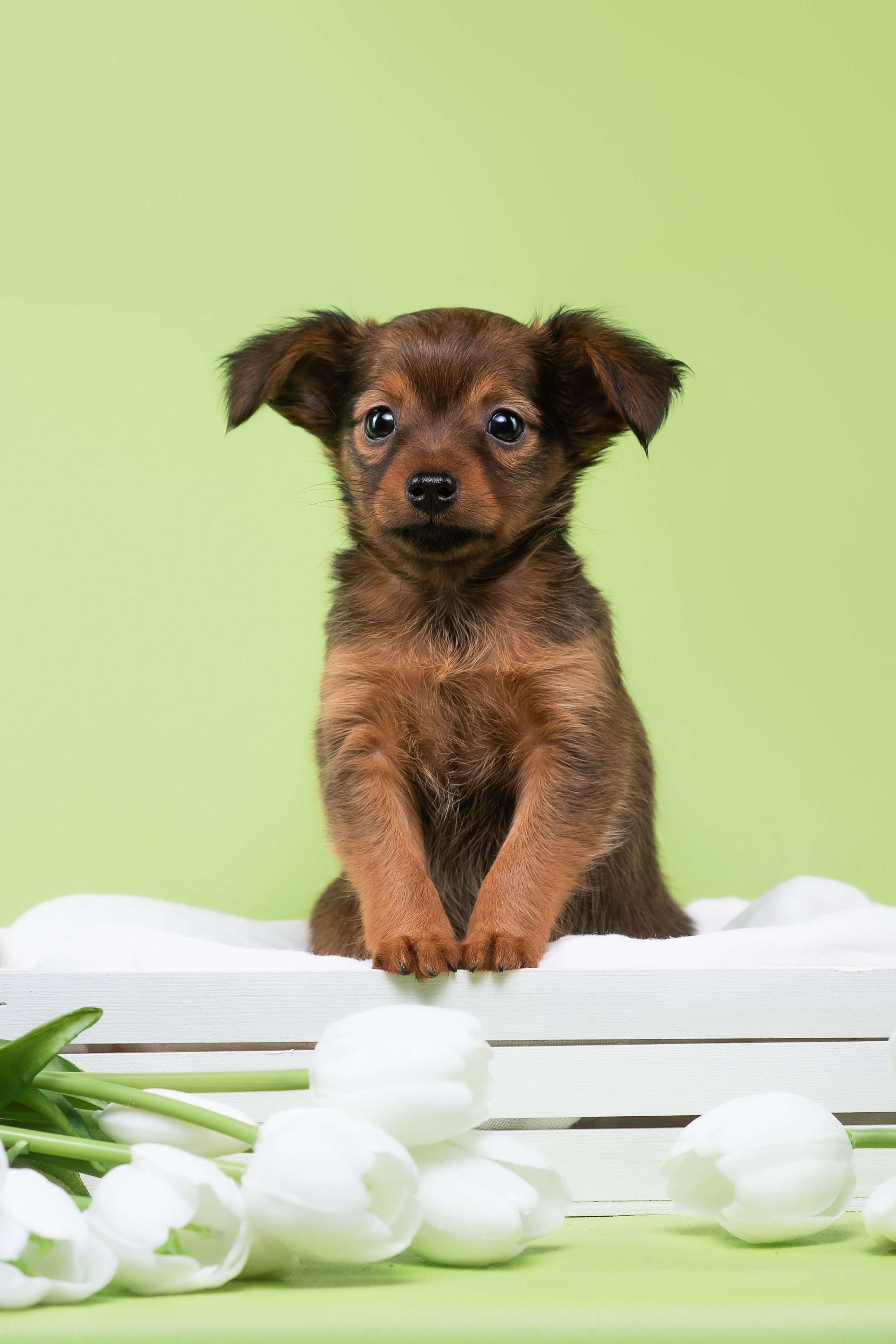 Пражские крысарики — 02.04.2025. Фотограф — Анималист | Анна Абрамова