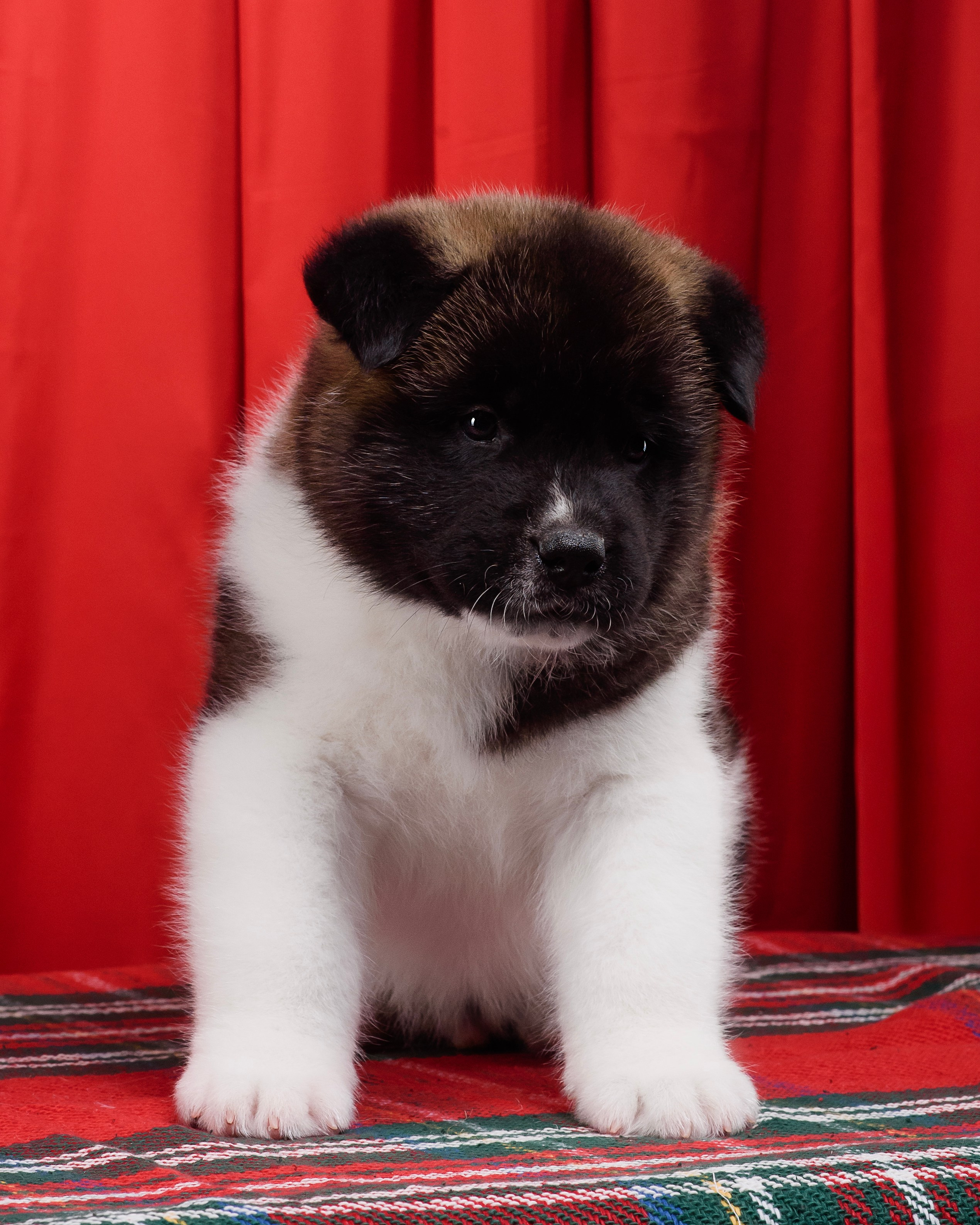 Щенки Американской Акиты. Фотограф — Анималист | Анна Абрамова