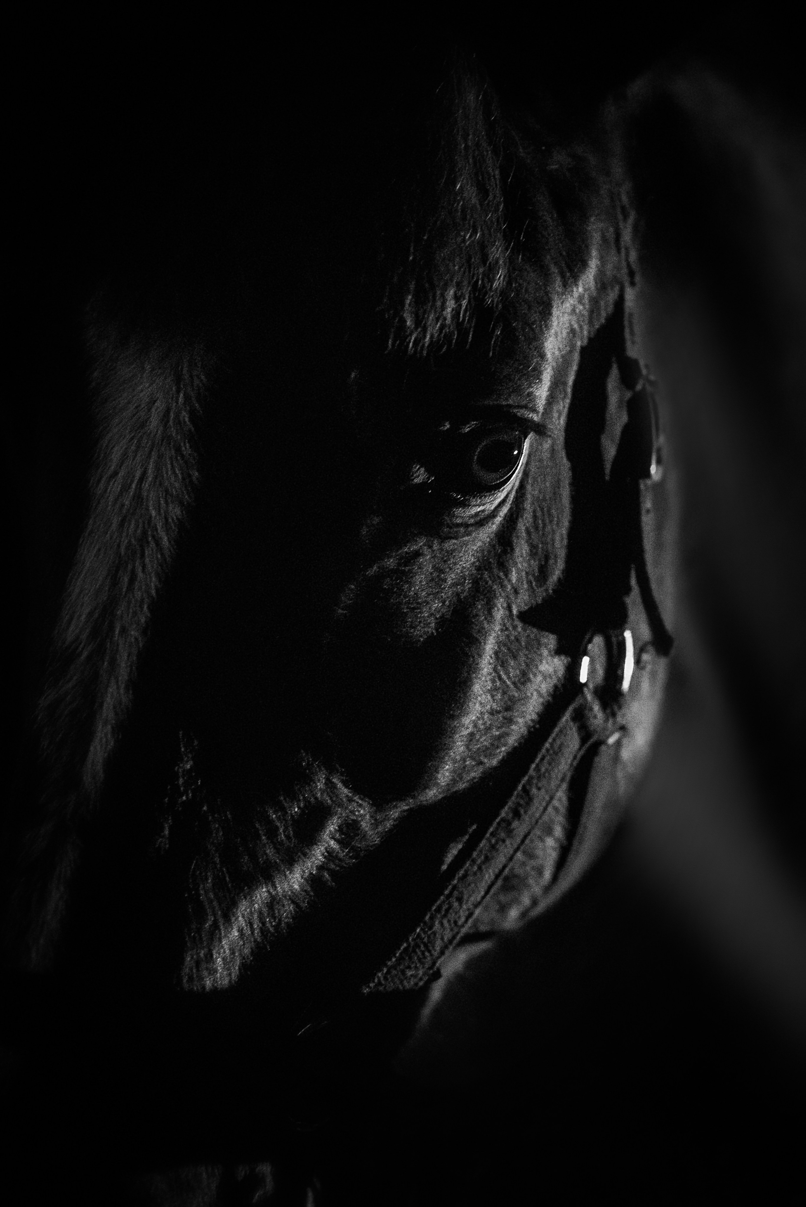 Дакар и Рамина ЧБ — 08.04.2023. Фотограф — Анималист | Анна Абрамова