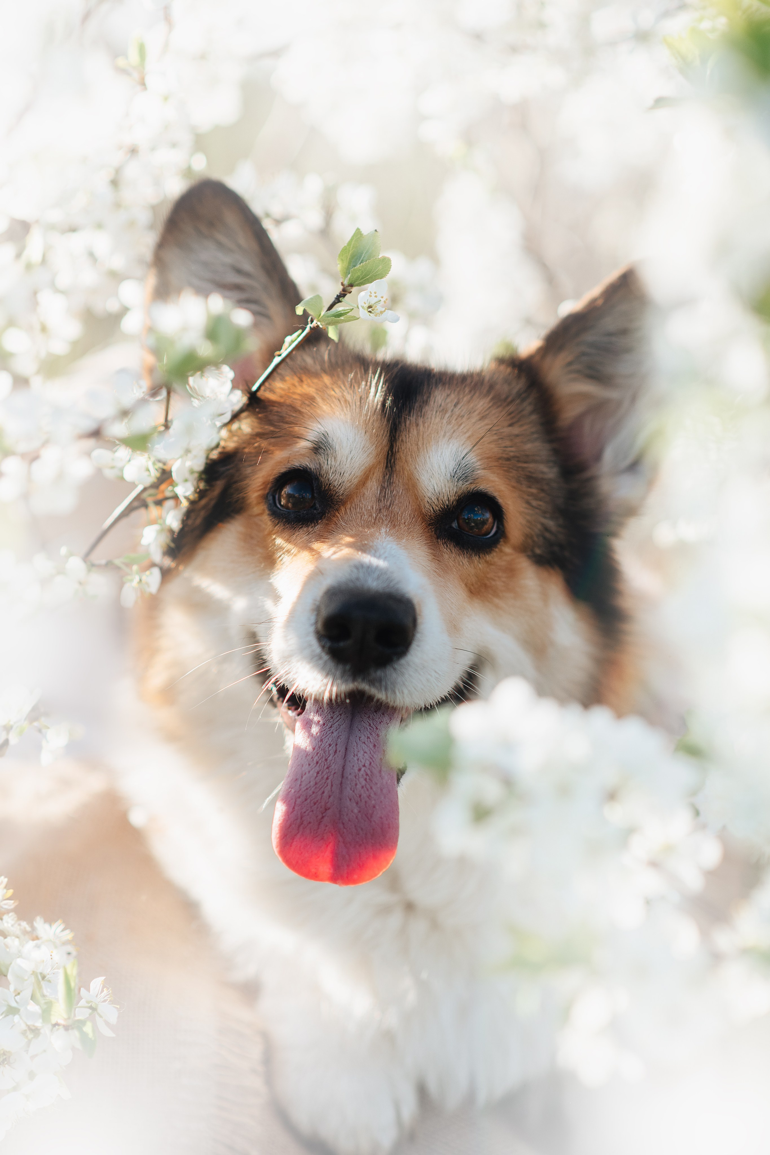 Трисс — 29.04.2024. Фотограф — Анималист | Анна Абрамова