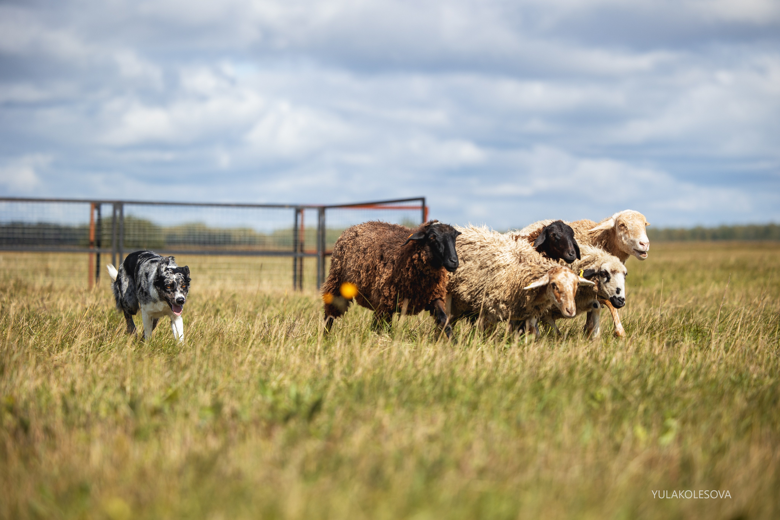 Пастуший интенсив, сентябрь 2024. YULA KOLESOVA | Фотограф — Анималист | Художник | Тюмень