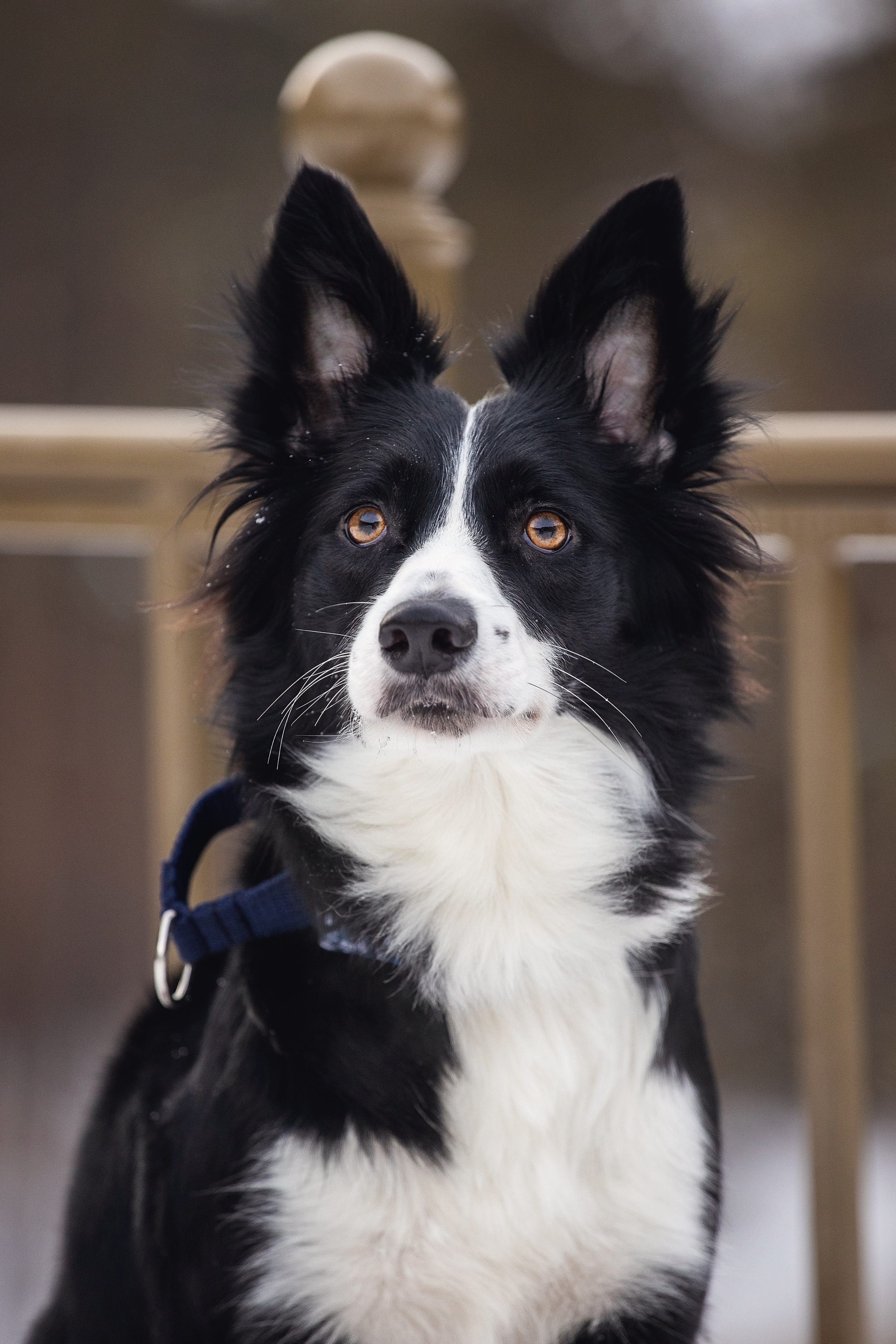 Арина и Грейс. YULA KOLESOVA | Фотограф — Анималист | Художник | Тюмень