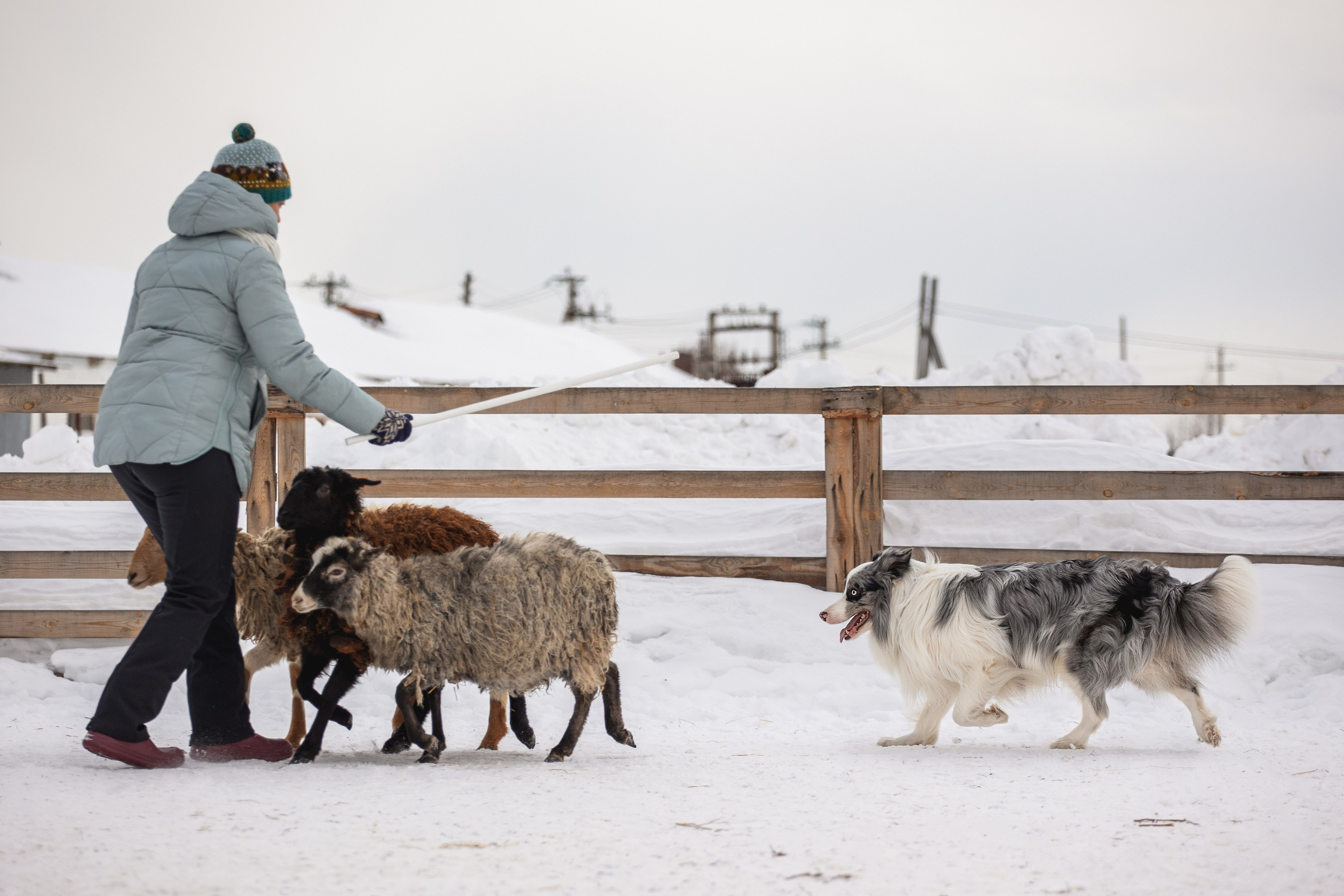 Ольга и Лаки. YULA KOLESOVA | Фотограф — Анималист | Художник | Тюмень