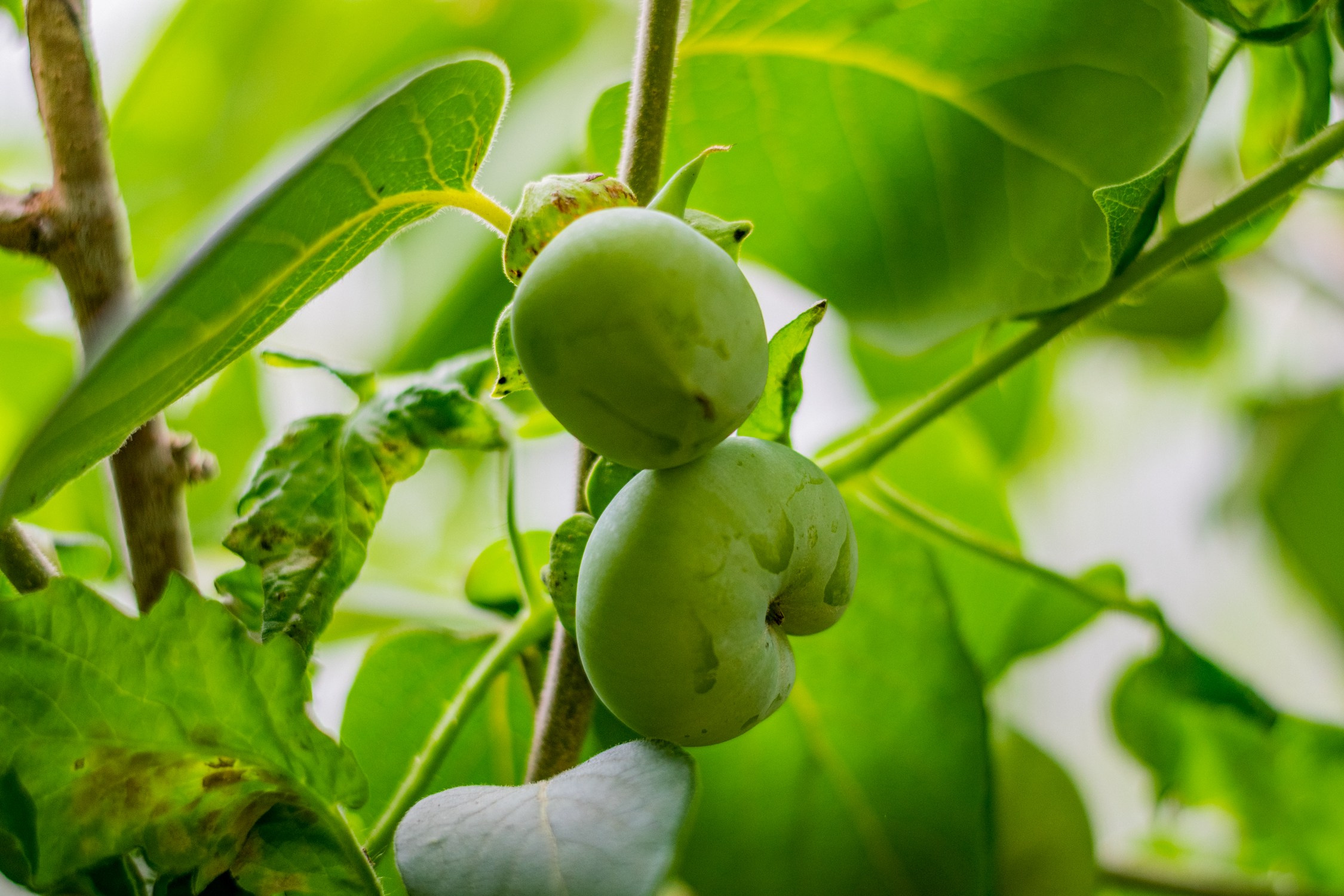 Антон Курдюмов фотограф в Хабаровске Рина Курдюмова фото27 foto27 Антон Дорофеев репортажный репортаж документалист Тони и Рина фотосоздатели Виноградники Хехцир 2024 Хабаровск виноград дикий фермер фермерство дачный сезон