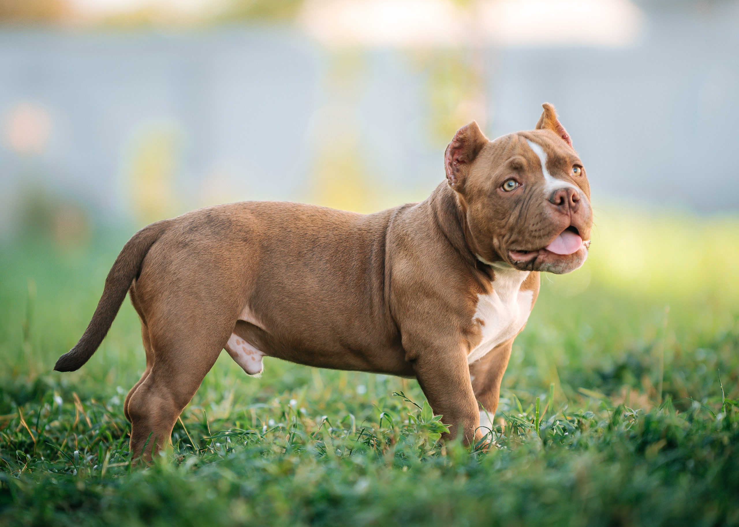 Американский булли щенки. Главная