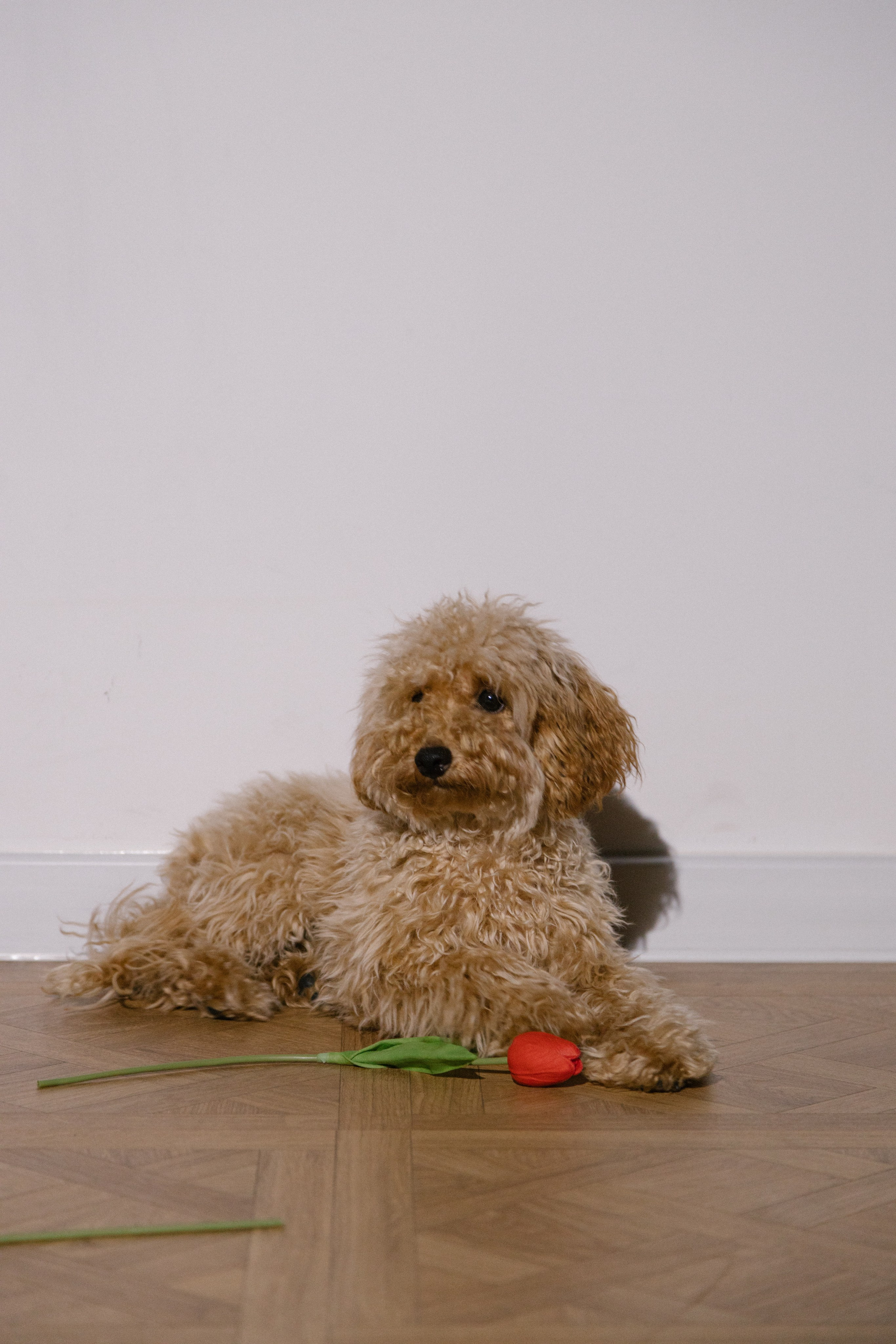 Ростислав и Виктория