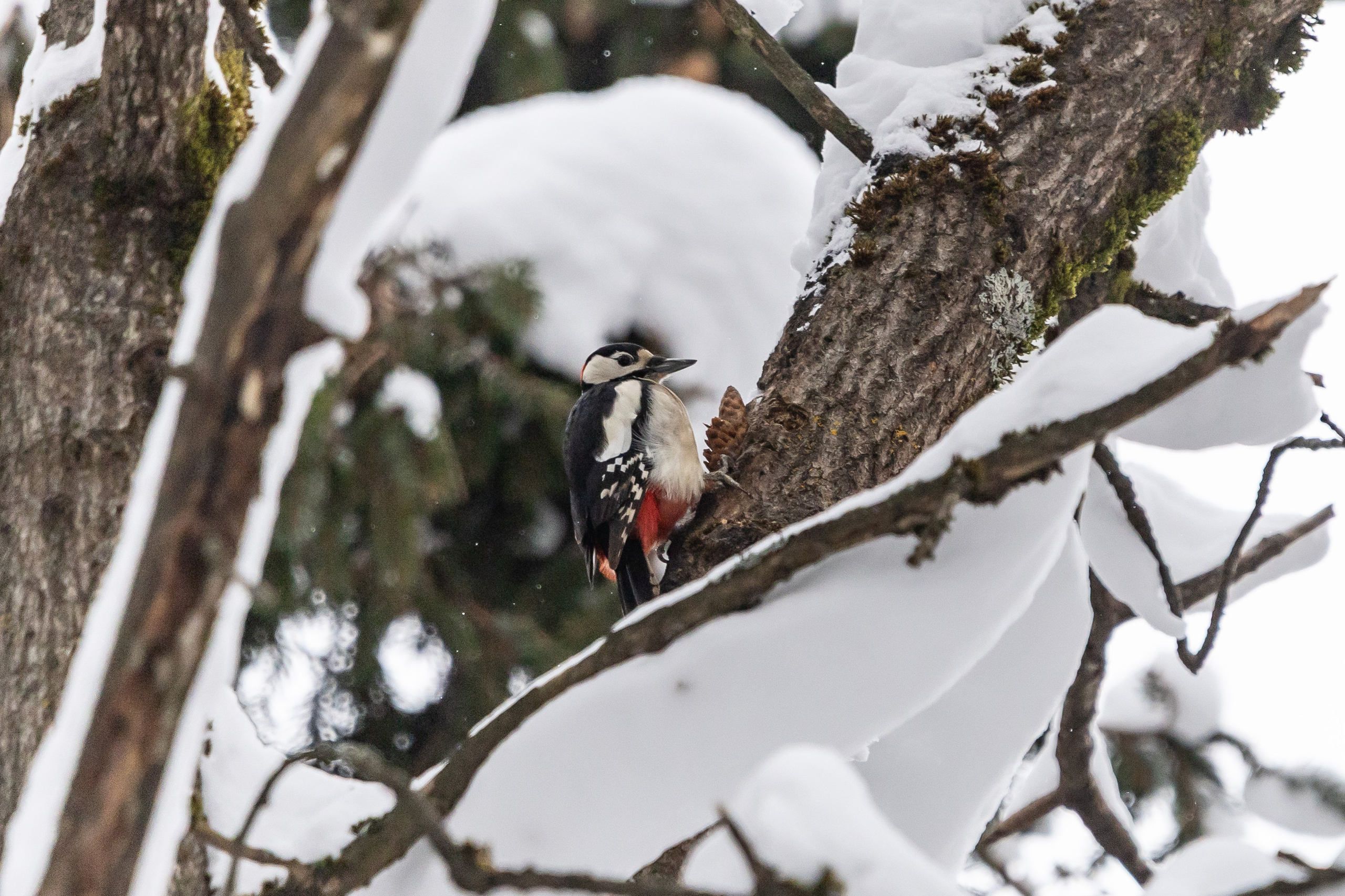 Природа. Фотограф Владимир Охрименко