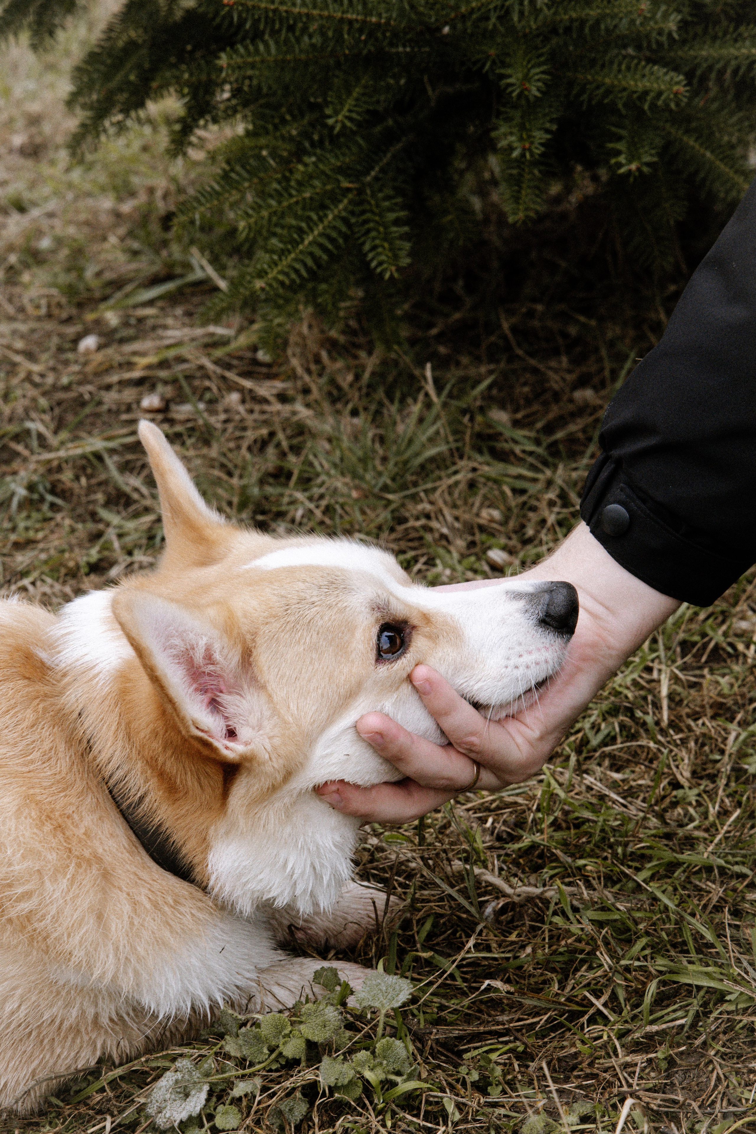Питомцы. Семейный фотограф | Керчь | Ивановская Виктория
