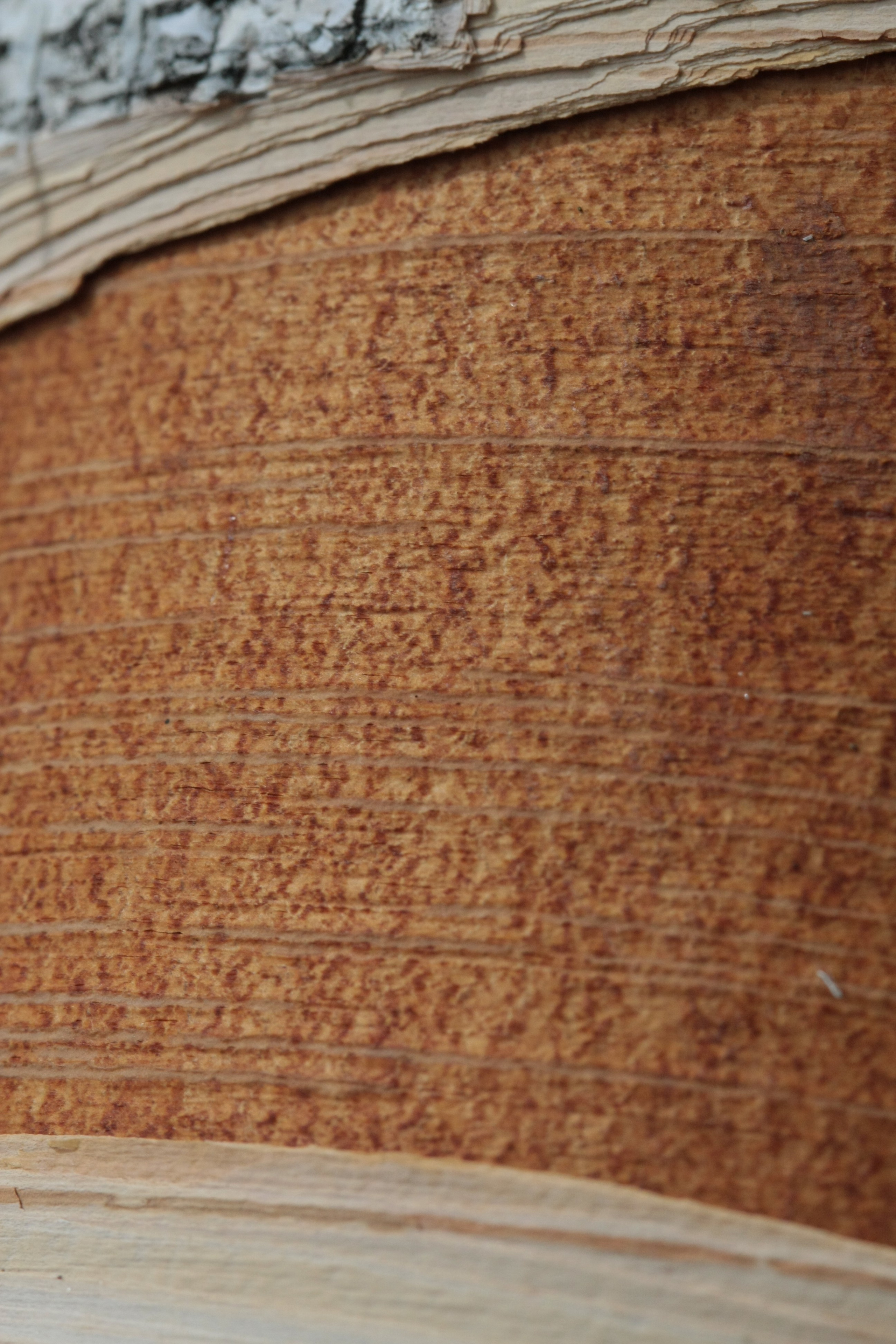 Фото Природы Забайкалья. Студия Максима Белослюдцева