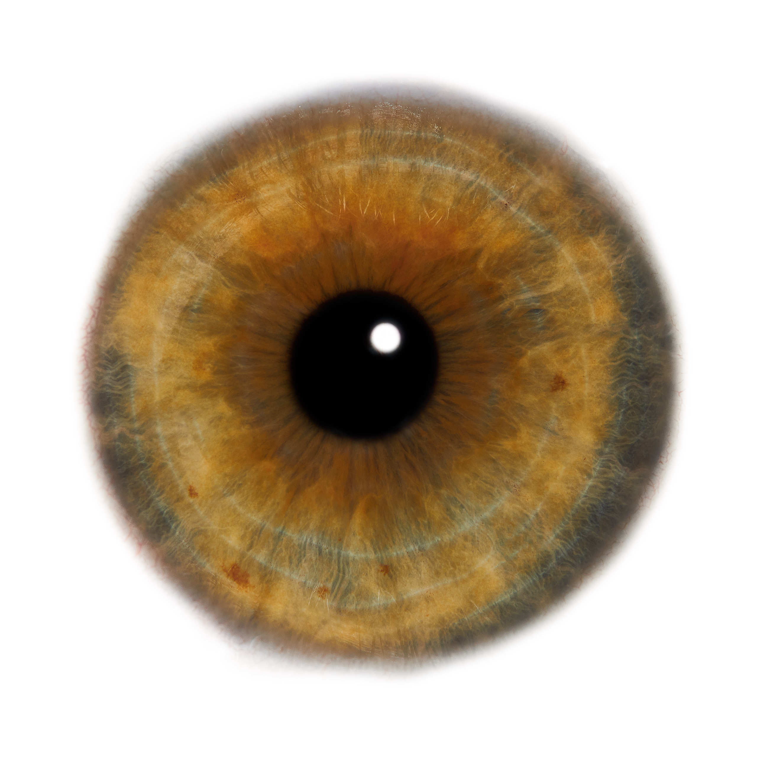 Глаза — зеркало души. Флористическая, интерьерная и портретная съемка в Москве и Европе