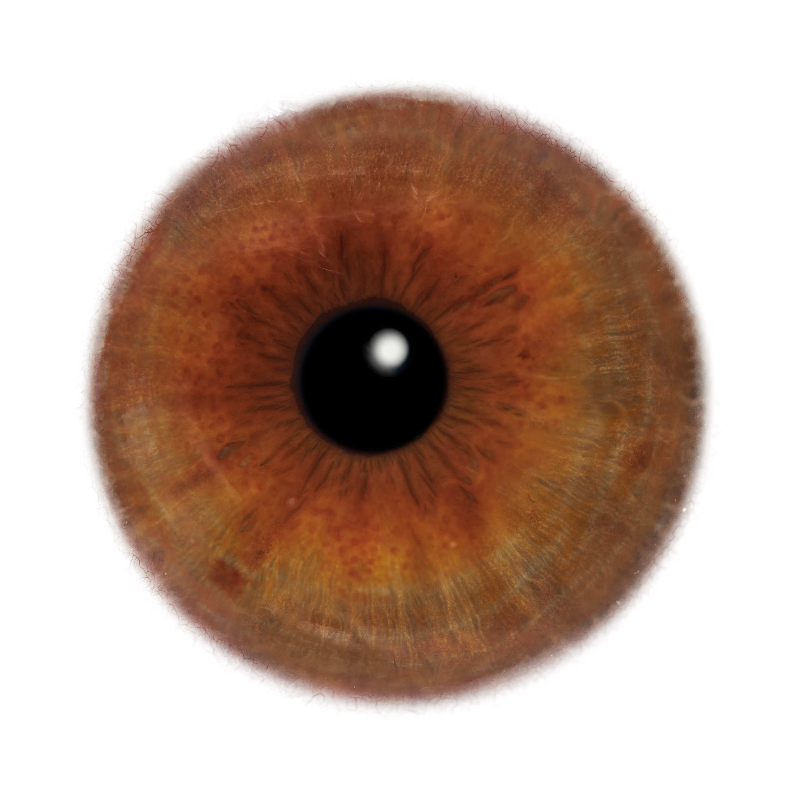 Глаза — зеркало души. Флористическая, интерьерная и портретная съемка в Москве и Европе