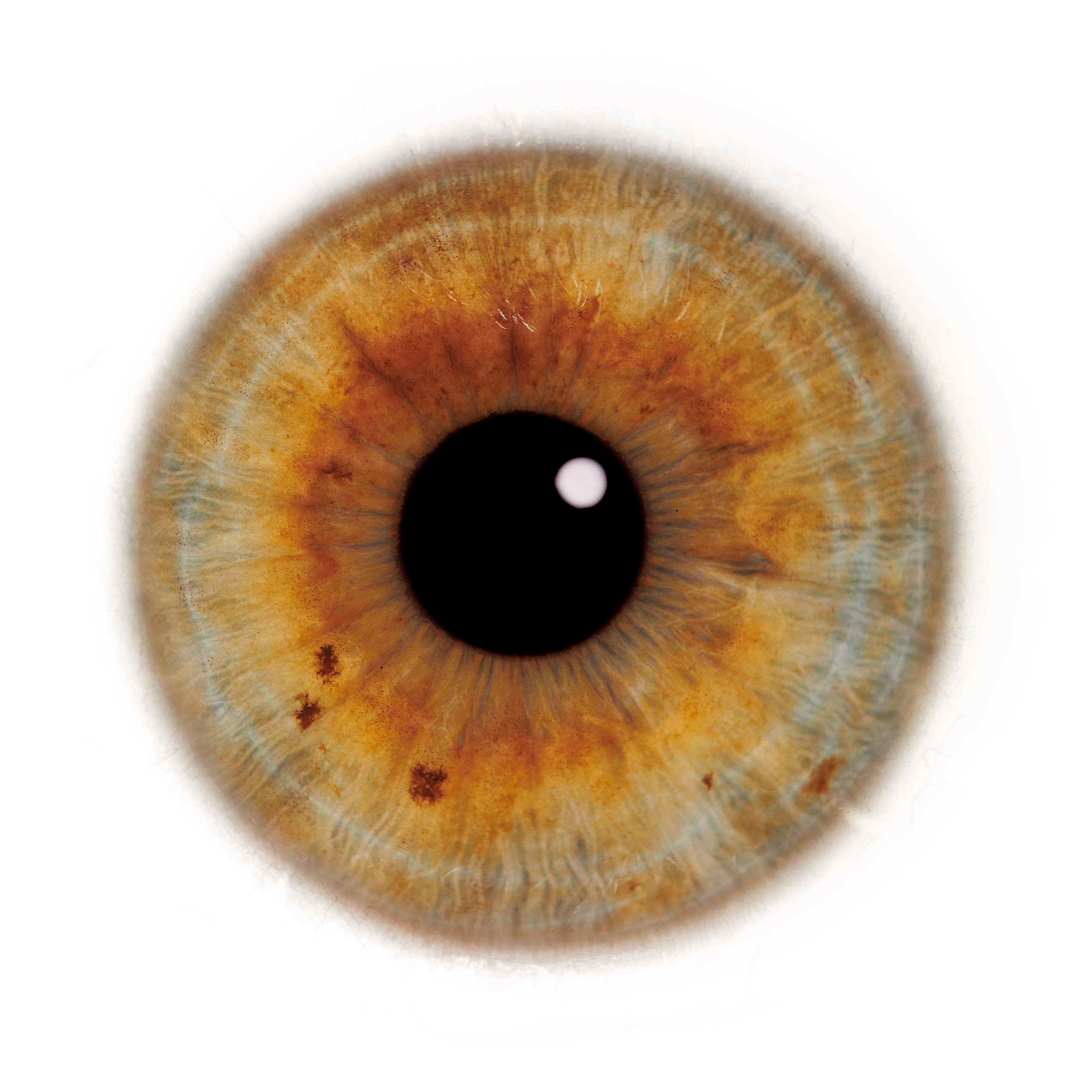 Глаза — зеркало души. Флористическая, интерьерная и портретная съемка в Москве и Европе