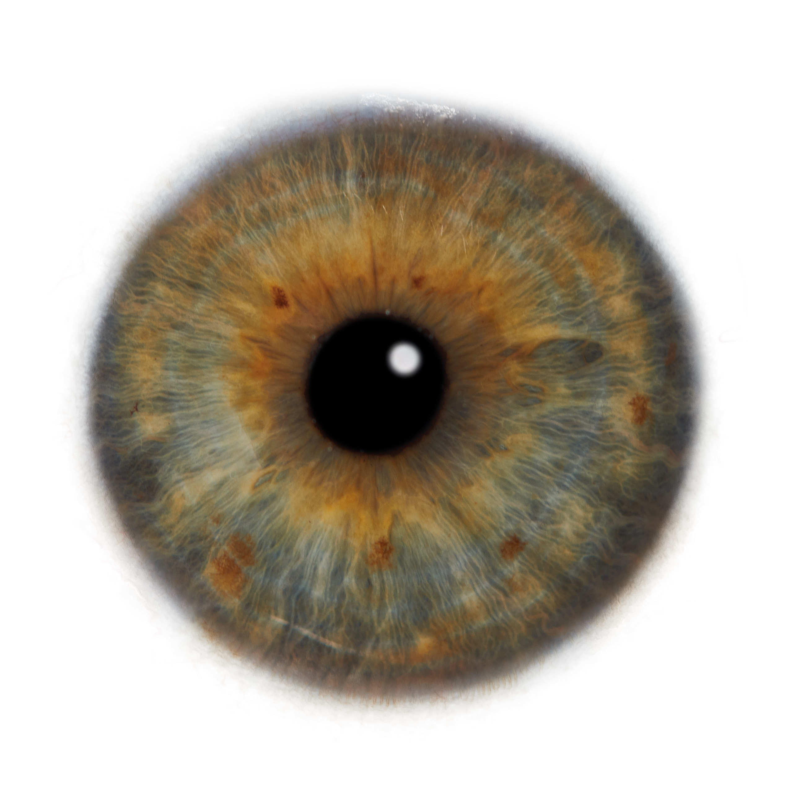 Глаза — зеркало души. Флористическая, интерьерная и портретная съемка в Москве и Европе