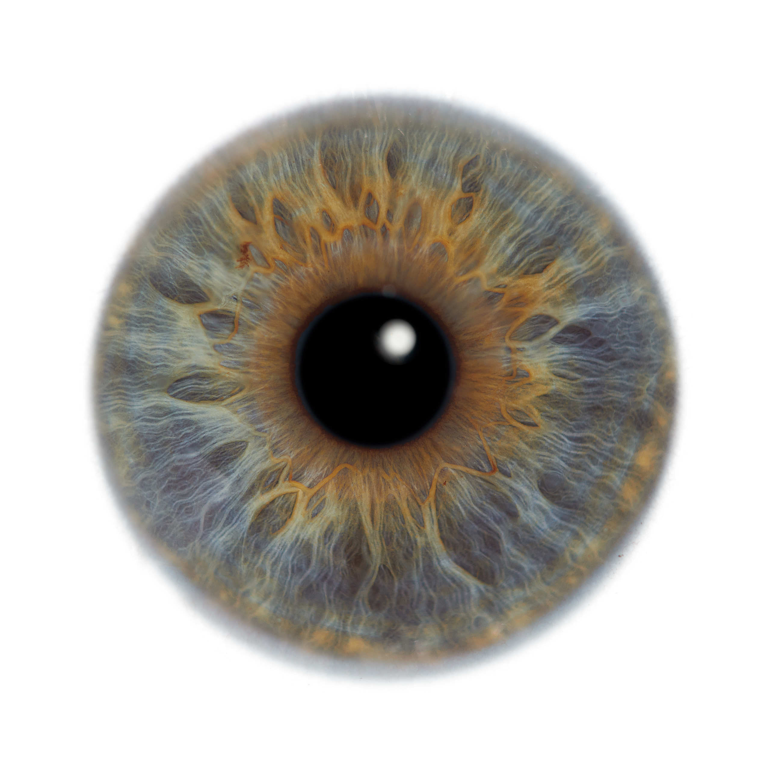 Глаза — зеркало души. Флористическая, интерьерная и портретная съемка в Москве и Европе