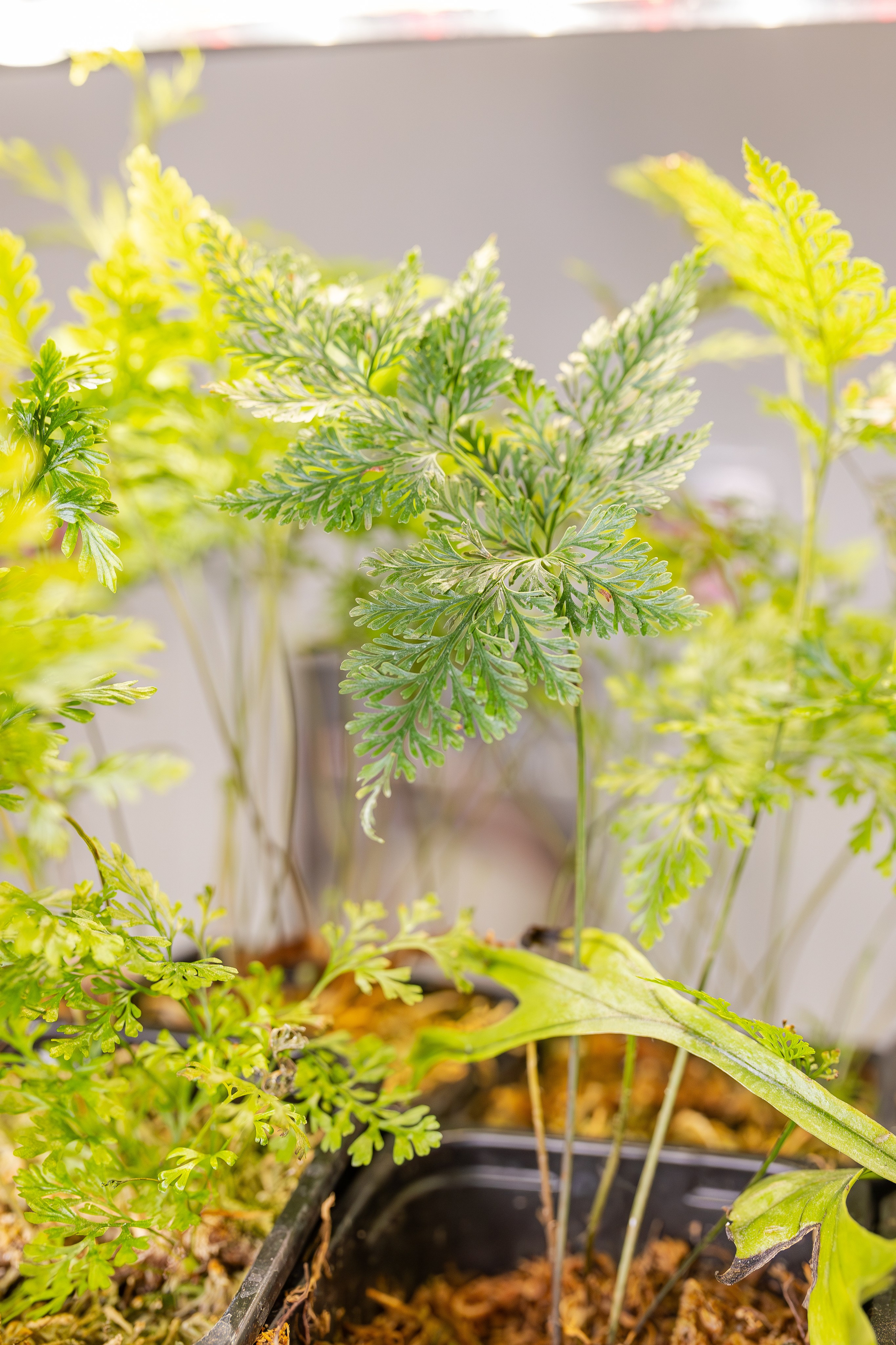 Монстериум апрель 2026. Александра Куликова фотограф, Москва