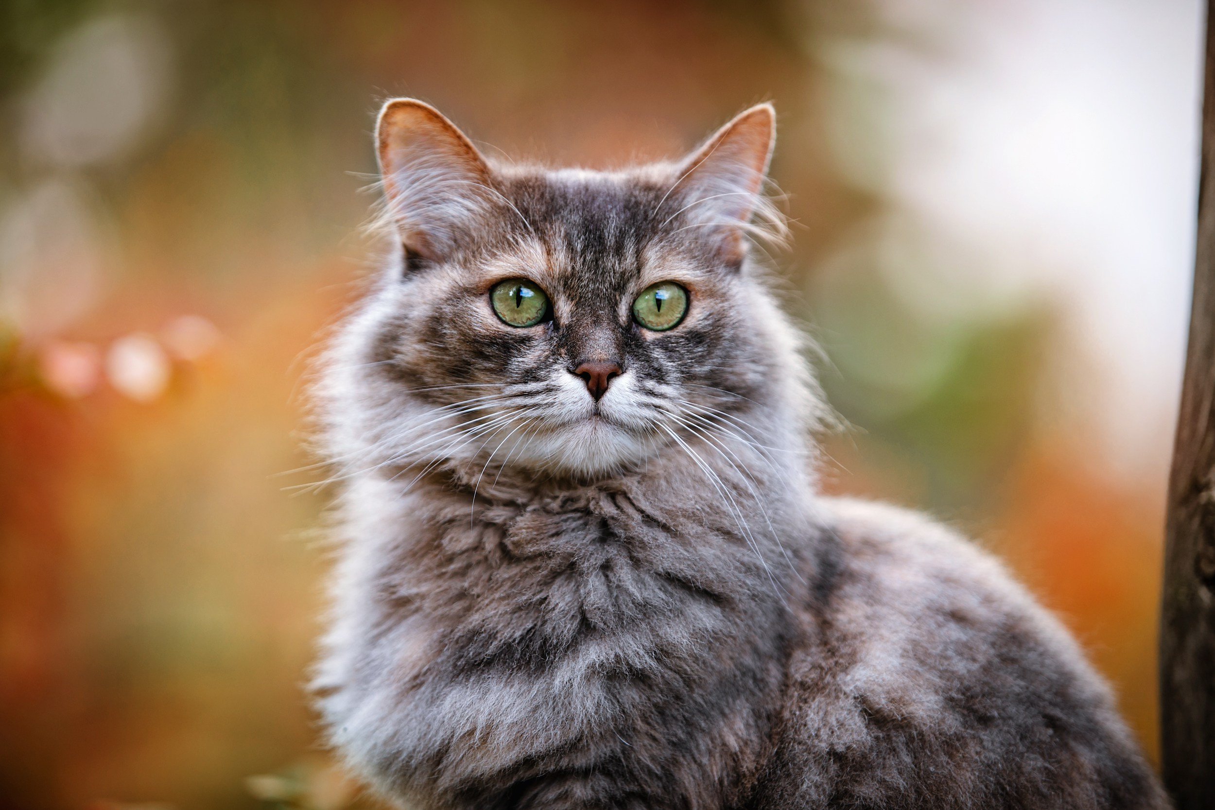 портрет пушистой кошки