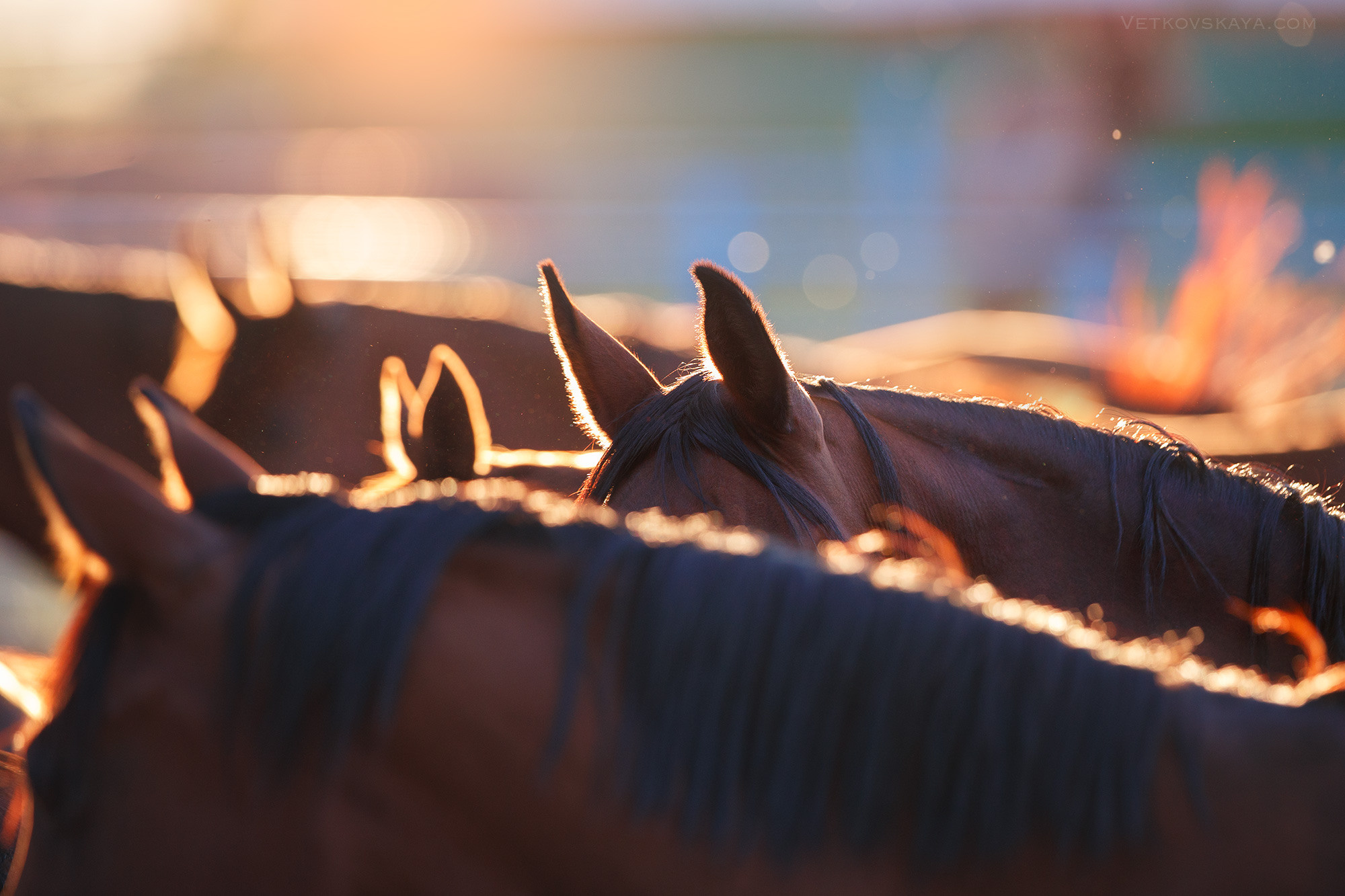 Лошади. Фотограф Анастасия Ветковская, Москва