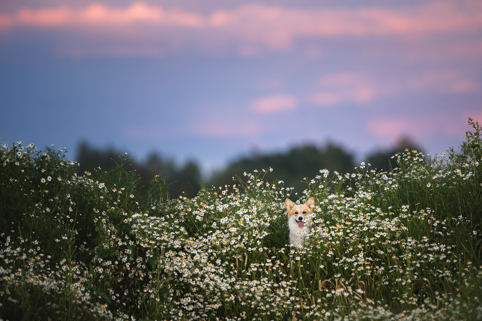 Собаки. Фотограф Анастасия Ветковская, Москва
