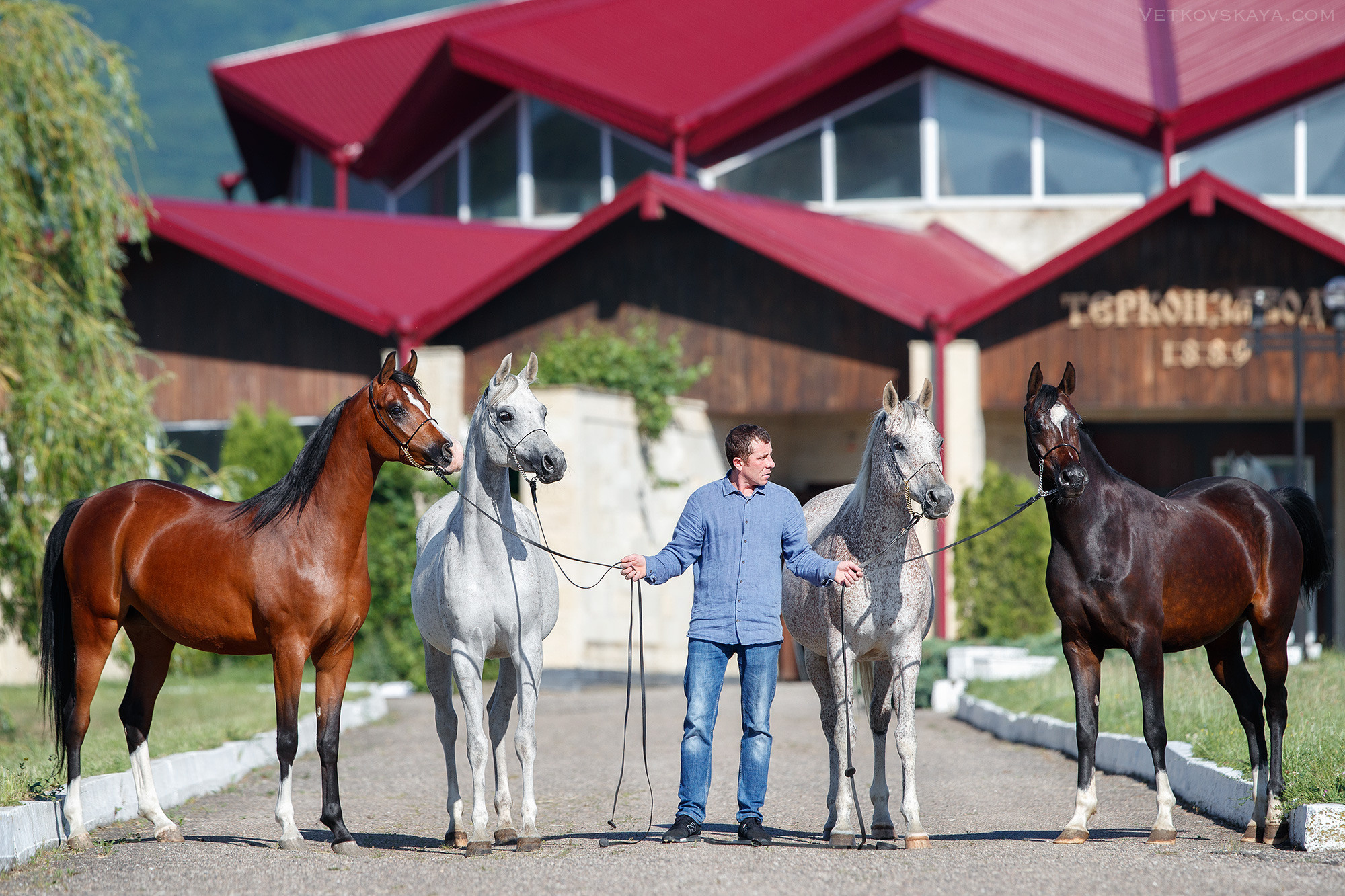 Лошади. Фотограф Анастасия Ветковская, Москва
