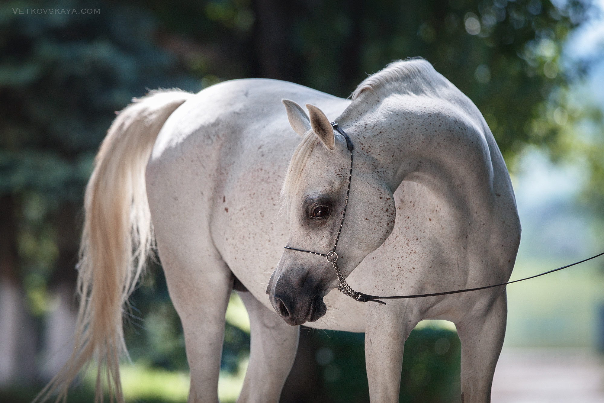 Лошади. Фотограф Анастасия Ветковская, Москва