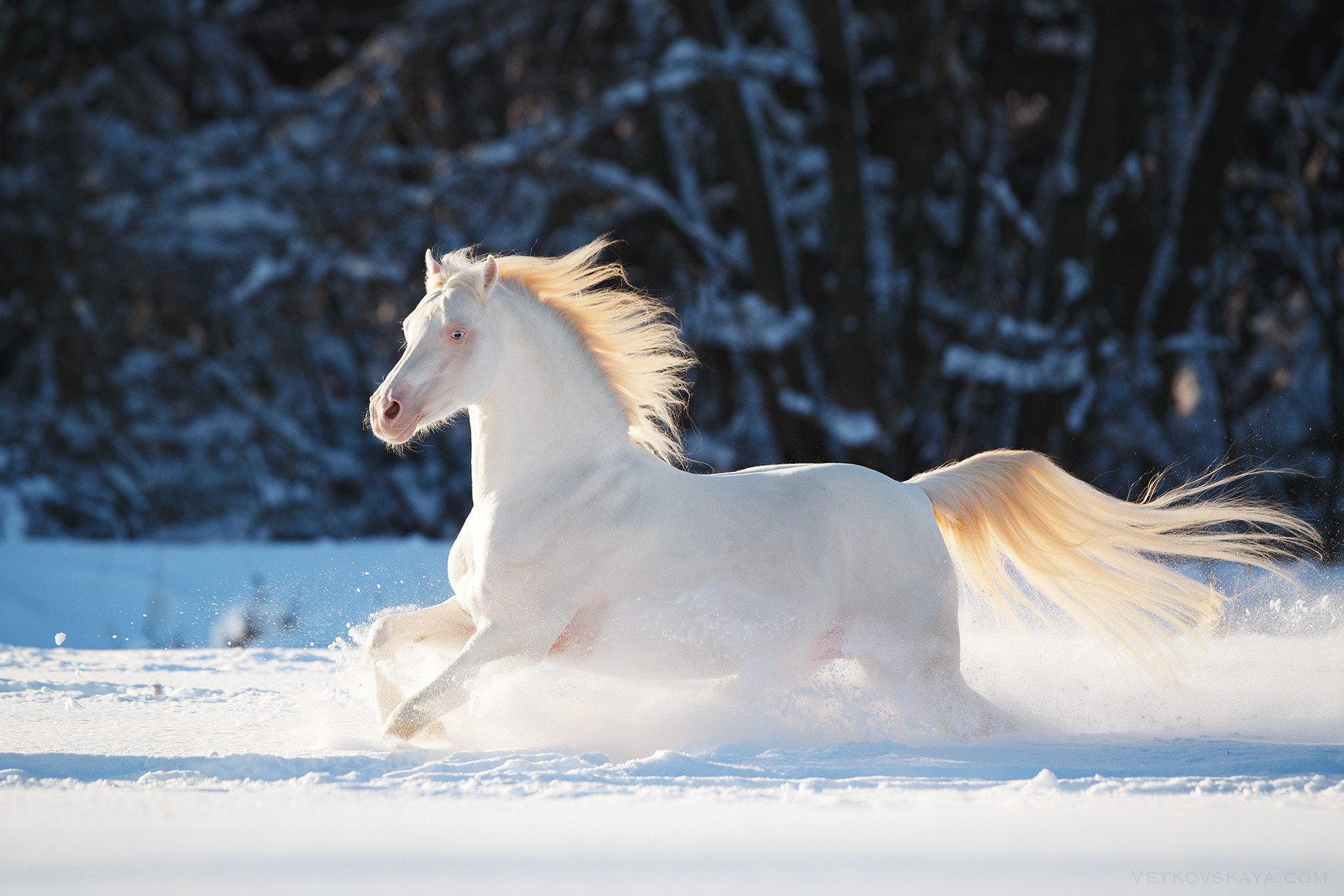 Лошади. Фотограф Анастасия Ветковская, Москва