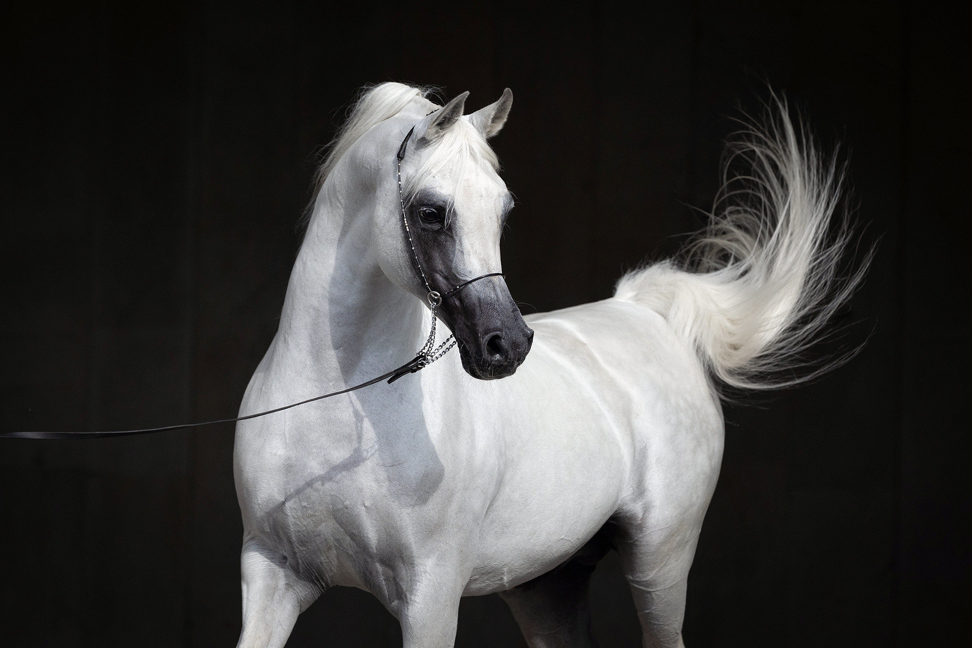 Лошади. Фотограф Анастасия Ветковская, Москва