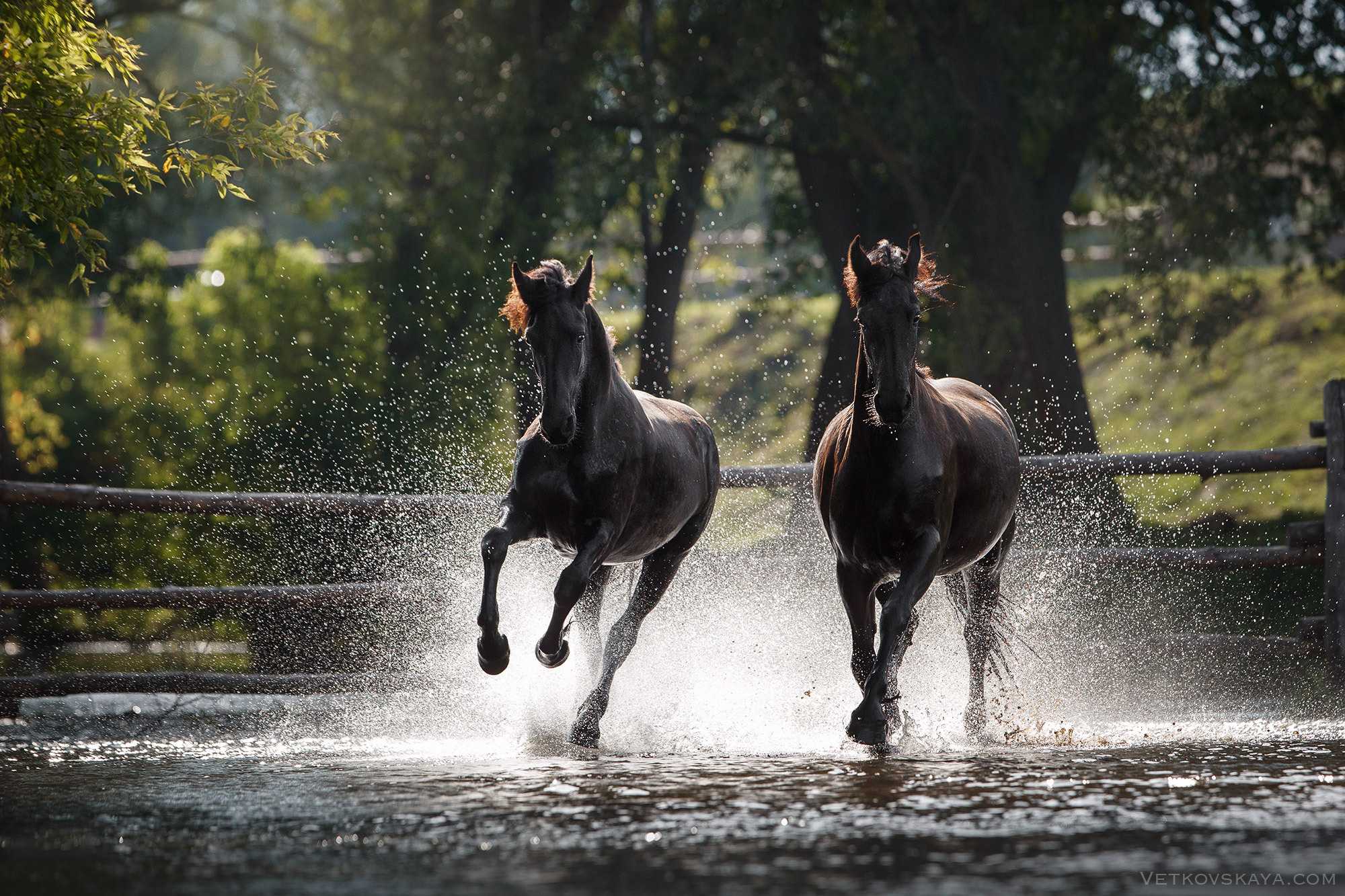 Лошади. Фотограф Анастасия Ветковская, Москва