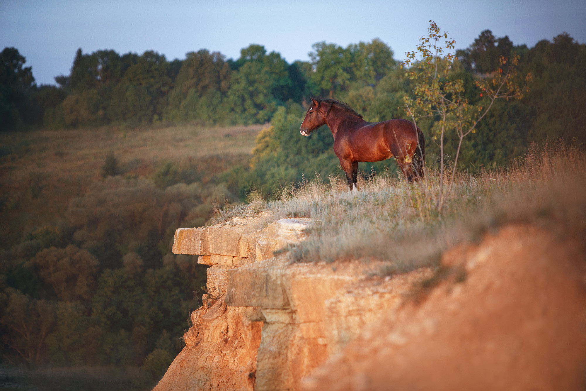 Лошади. Фотограф Анастасия Ветковская, Москва