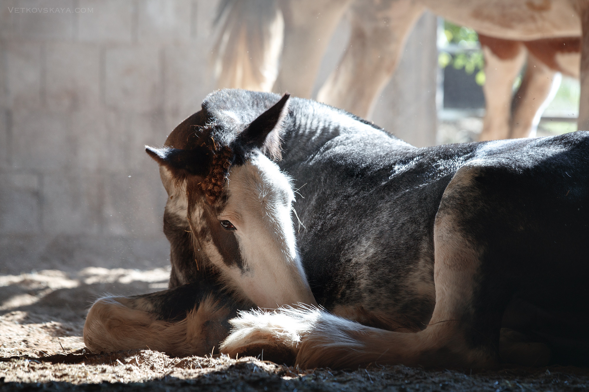 Лошади. Фотограф Анастасия Ветковская, Москва