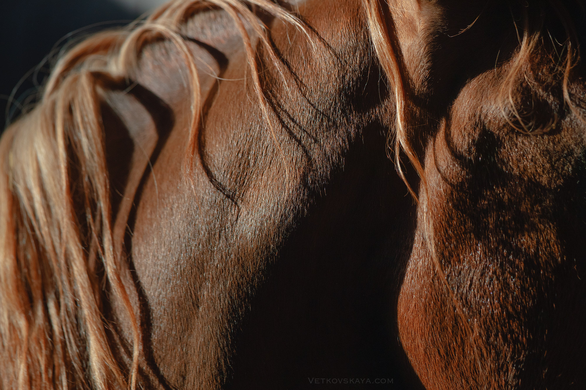 Лошади. Фотограф Анастасия Ветковская, Москва