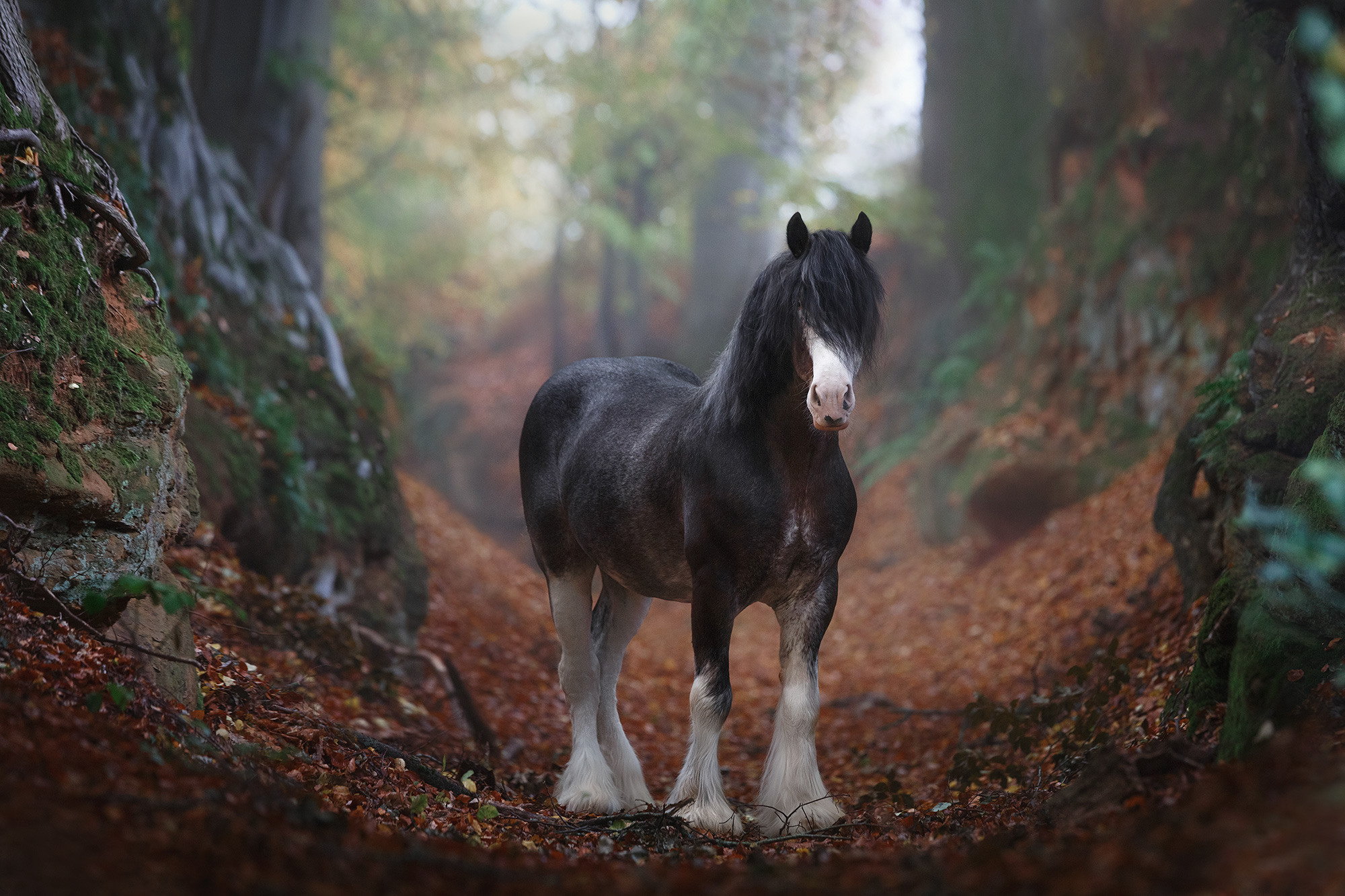 Лошади. Фотограф Анастасия Ветковская, Москва