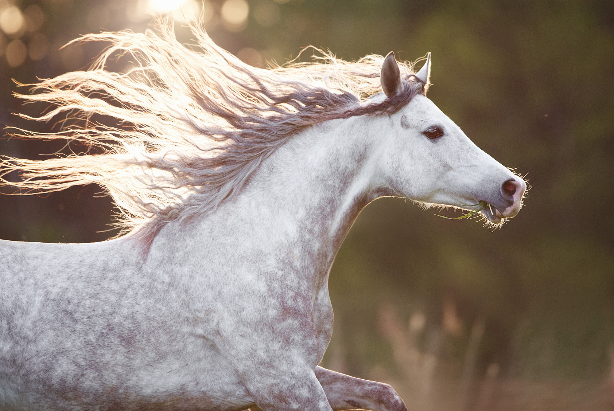 Лошади. Фотограф Анастасия Ветковская, Москва
