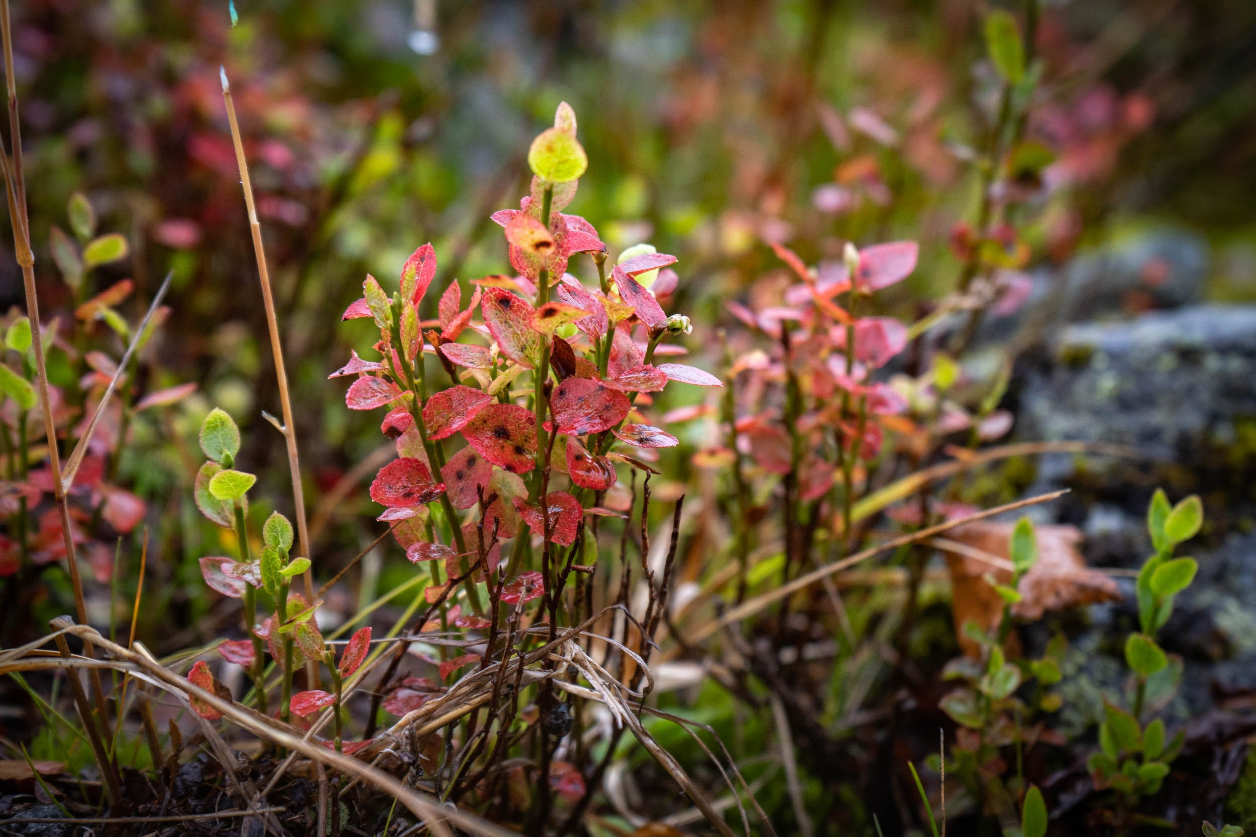 Уборка перрона п.Полярный, станция «110 км». Фотограф Екатерина Зорина