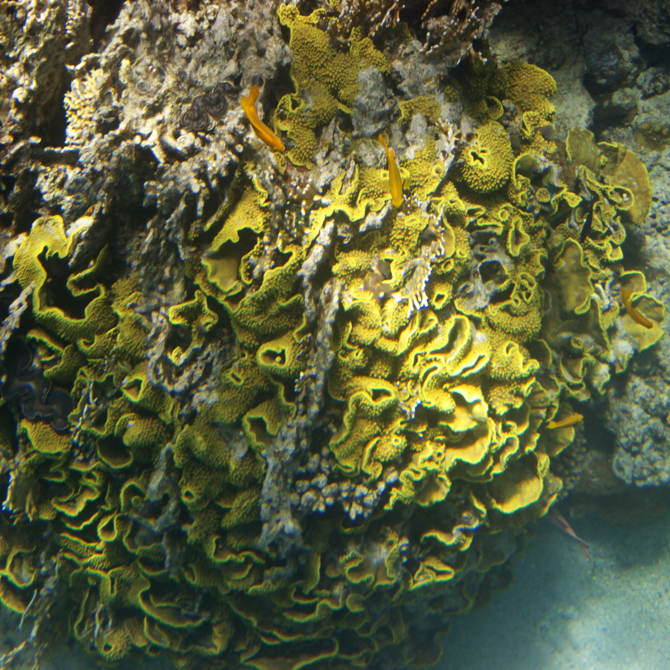 Под водой. Миша Печёнкин | фотография