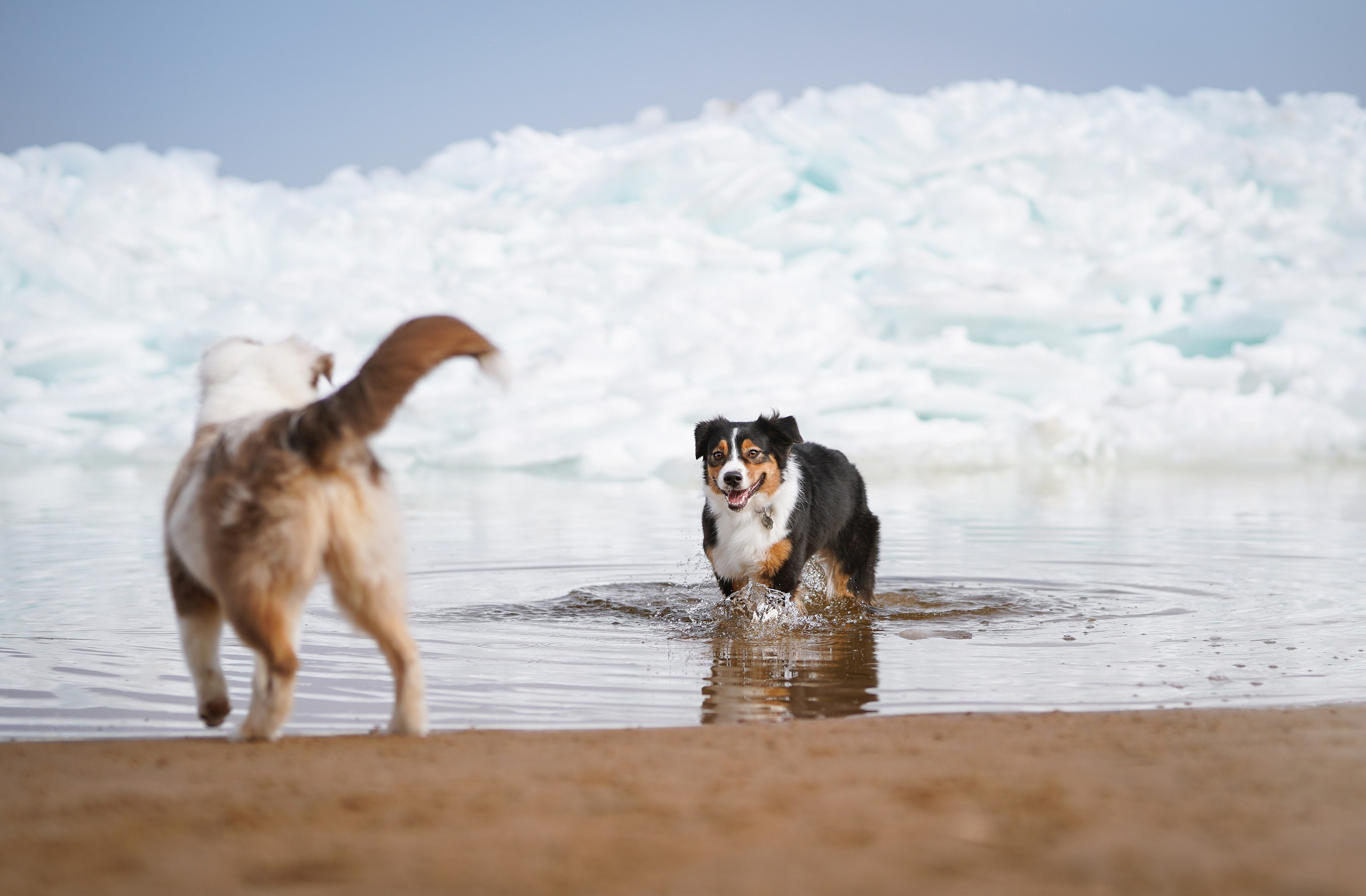 Аусси на Ладоге. Фотограф-анималист в Санкт-Петербурге Яна Мартынова