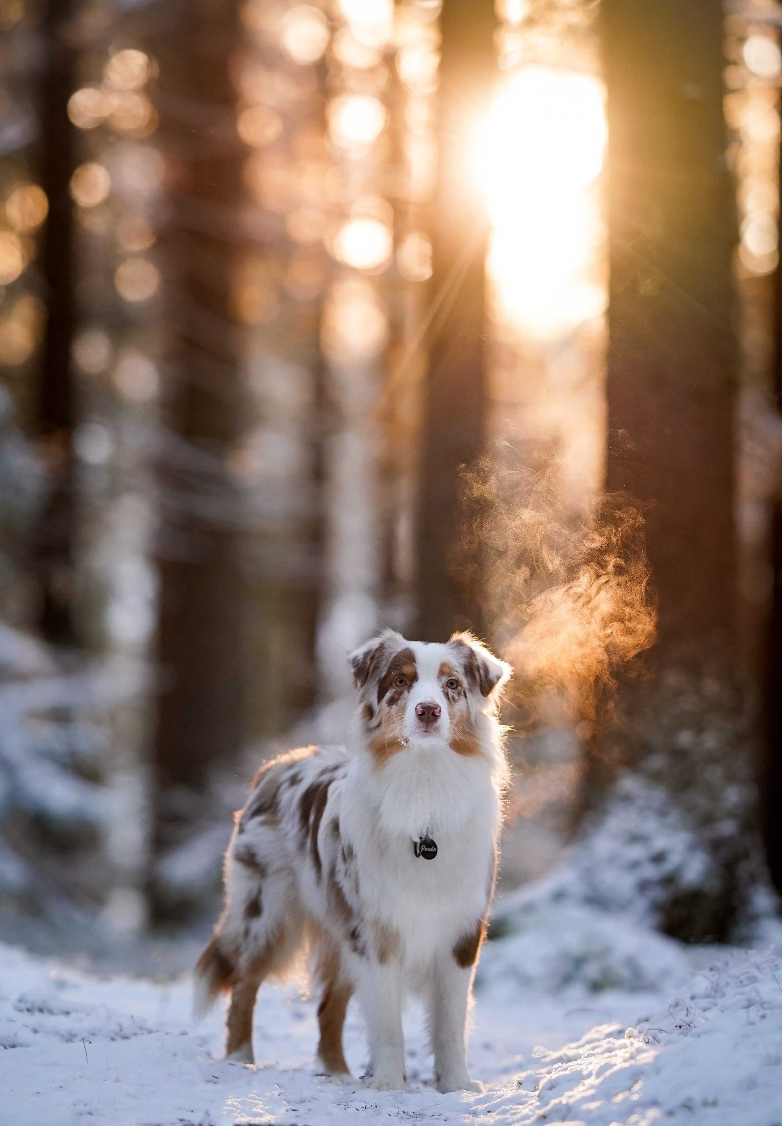 Панда зимний лес. Фотограф-анималист в Санкт-Петербурге Яна Мартынова