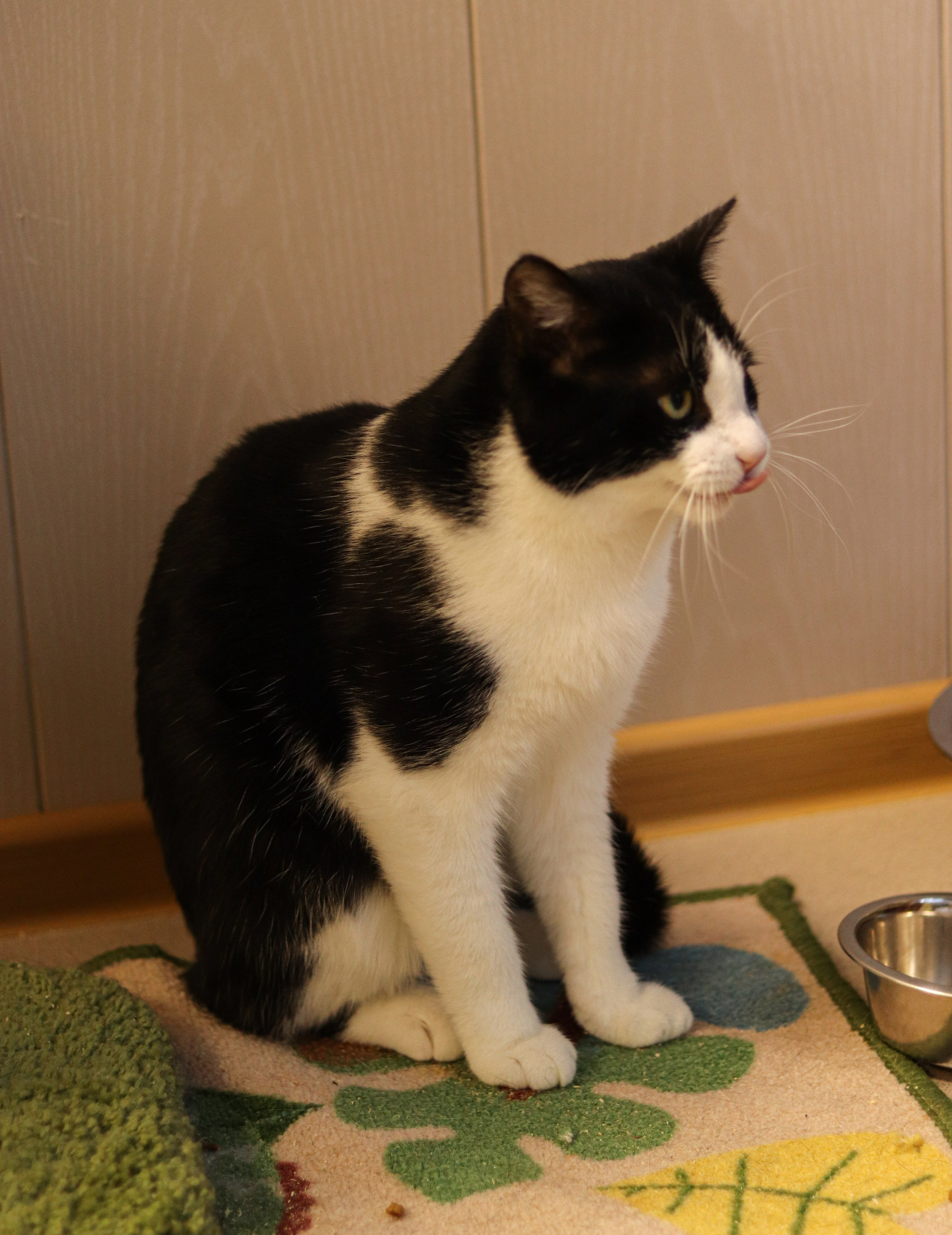 Петербургский дом кота (27 июня 2024). Ивентный фотограф в Санкт-Петербурге Олег Комков