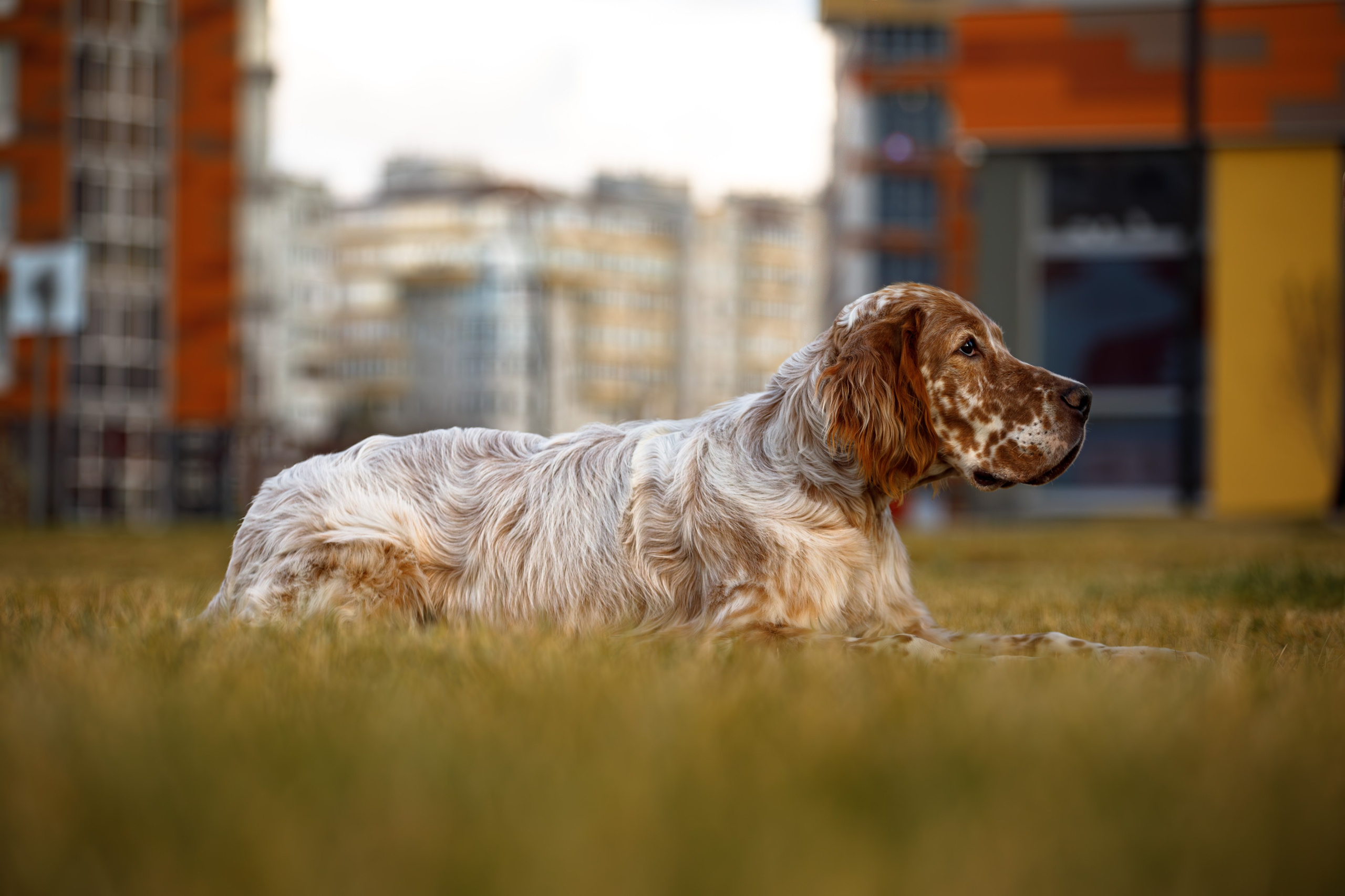Андрей и Милан. Фотограф Екатерина Козловская