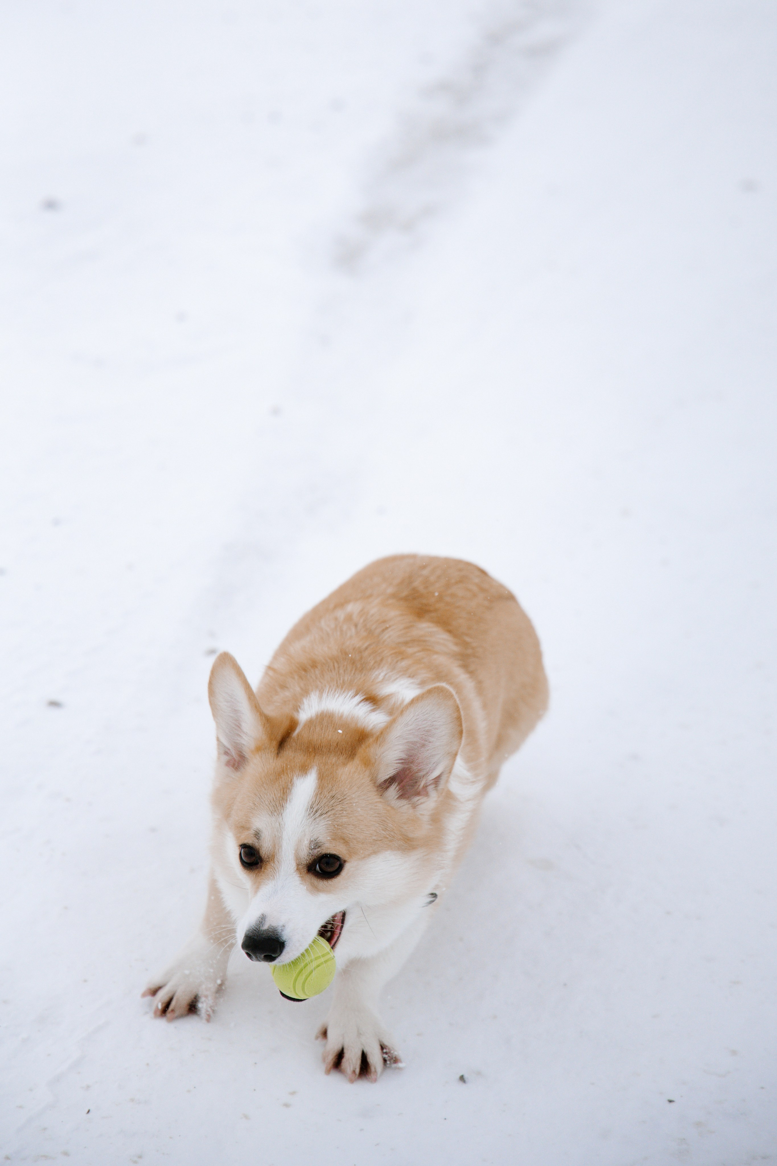 Питомцы. Семейный фотограф | Керчь | Ивановская Виктория